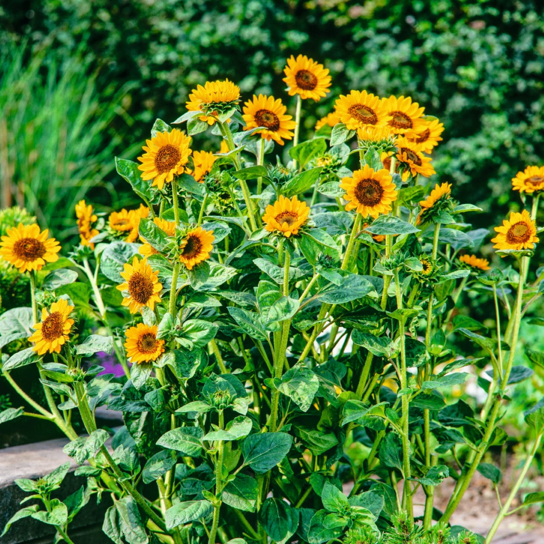 Im Vordergrund füllt eine Gruppe leuchtend gelber Sonnenblumen mit grünen Blättern den Raum; der Hintergrund bildet einen verschwommenen Abdruck von üppigem, grünem Laub.