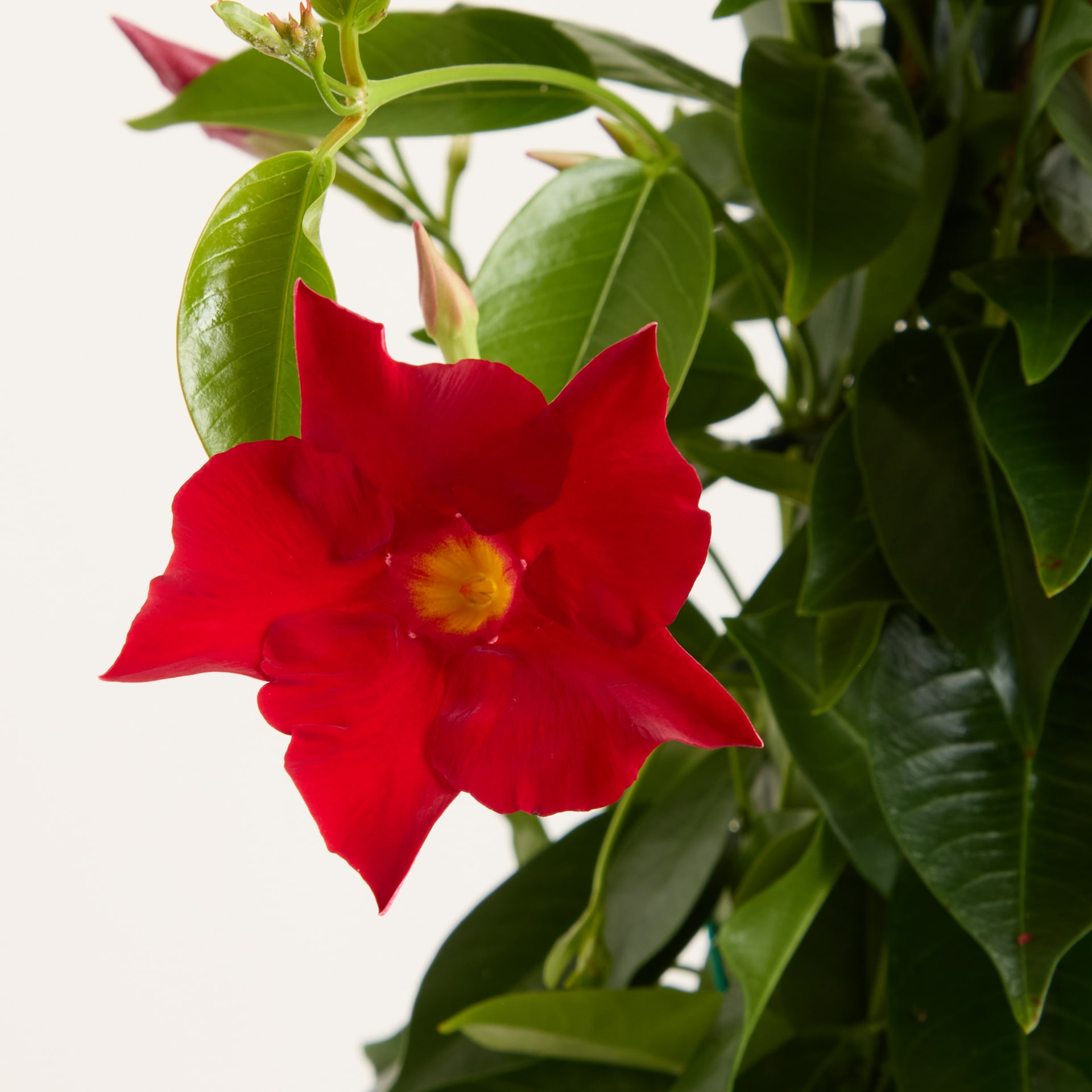 Eine leuchtend rote Blüte mit gelber Mitte blüht prominent im Vordergrund, umgeben von üppigen grünen Blättern und Knospen vor einem sanften weißen Hintergrund.