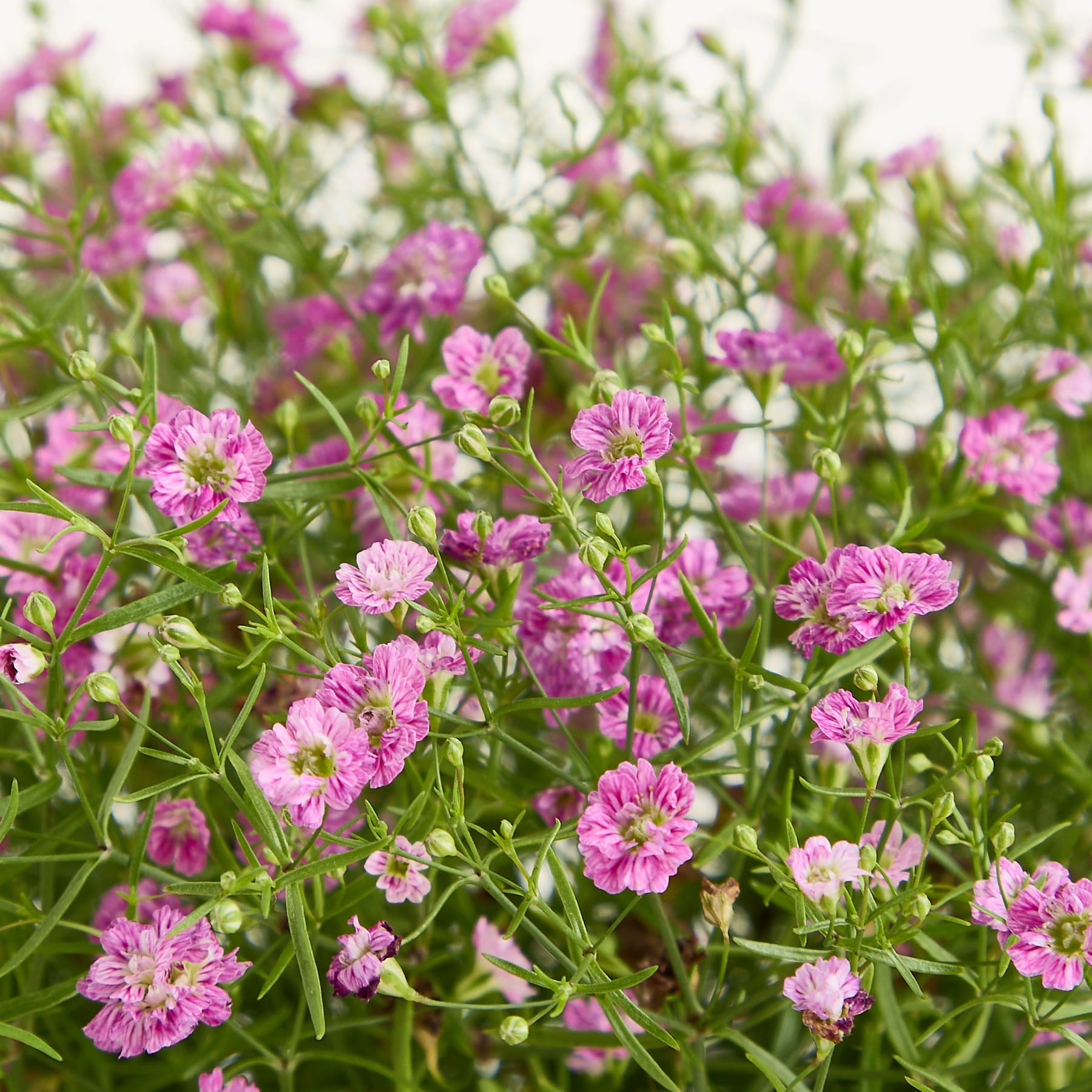 Zarte rosa Blüten mit grünen Stielen füllen den Vordergrund vor einem weichen, verschwommenen weißen Hintergrund.