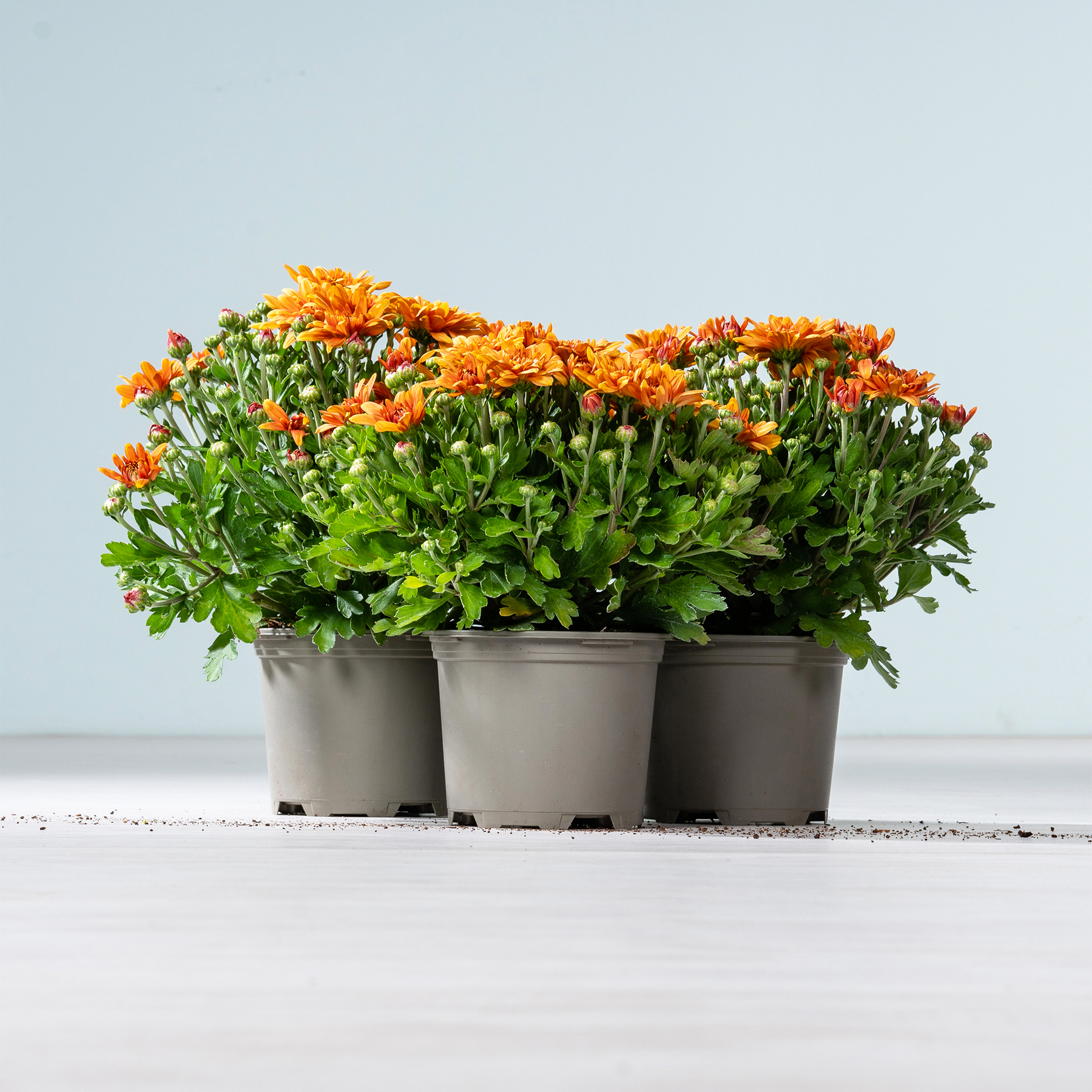 Drei Töpfe mit leuchtend orangefarbenen Chrysanthemen stehen auf einer hellen Oberfläche vor einem sanftblauen Hintergrund.