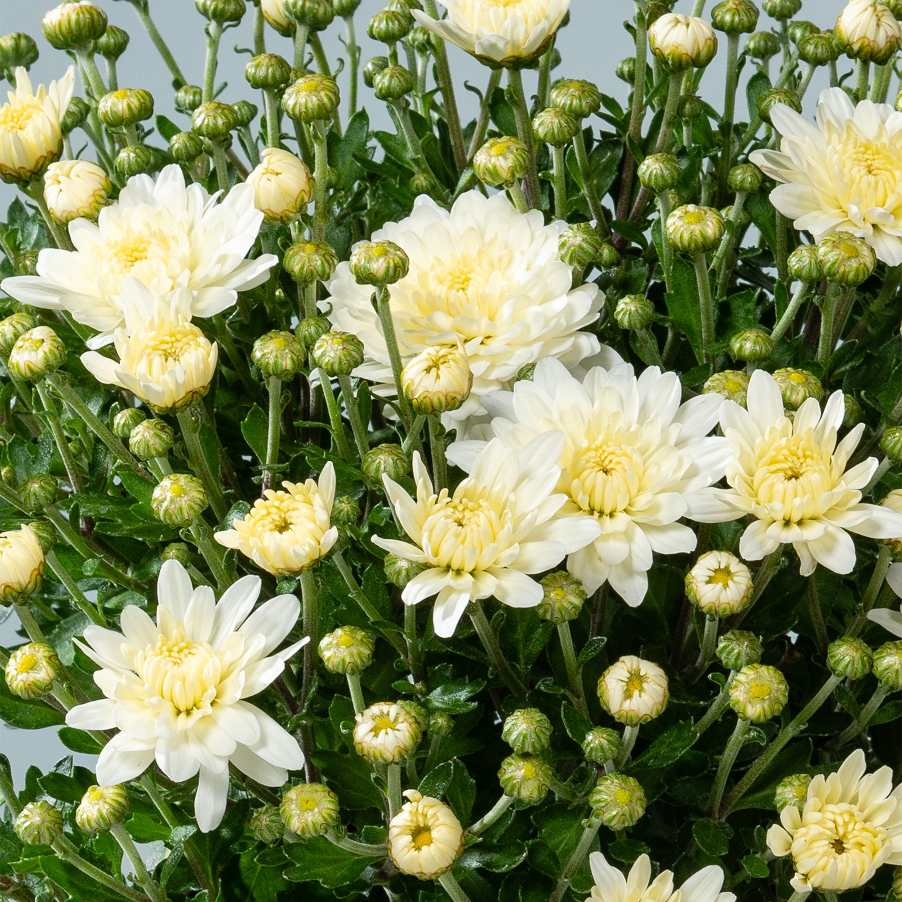 Im Vordergrund steht eine Gruppe weißer Chrysanthemen mit gelben Blütenzentren, während ungeöffnete Knospen und grünes Laub einen dichten Hintergrund bilden.
