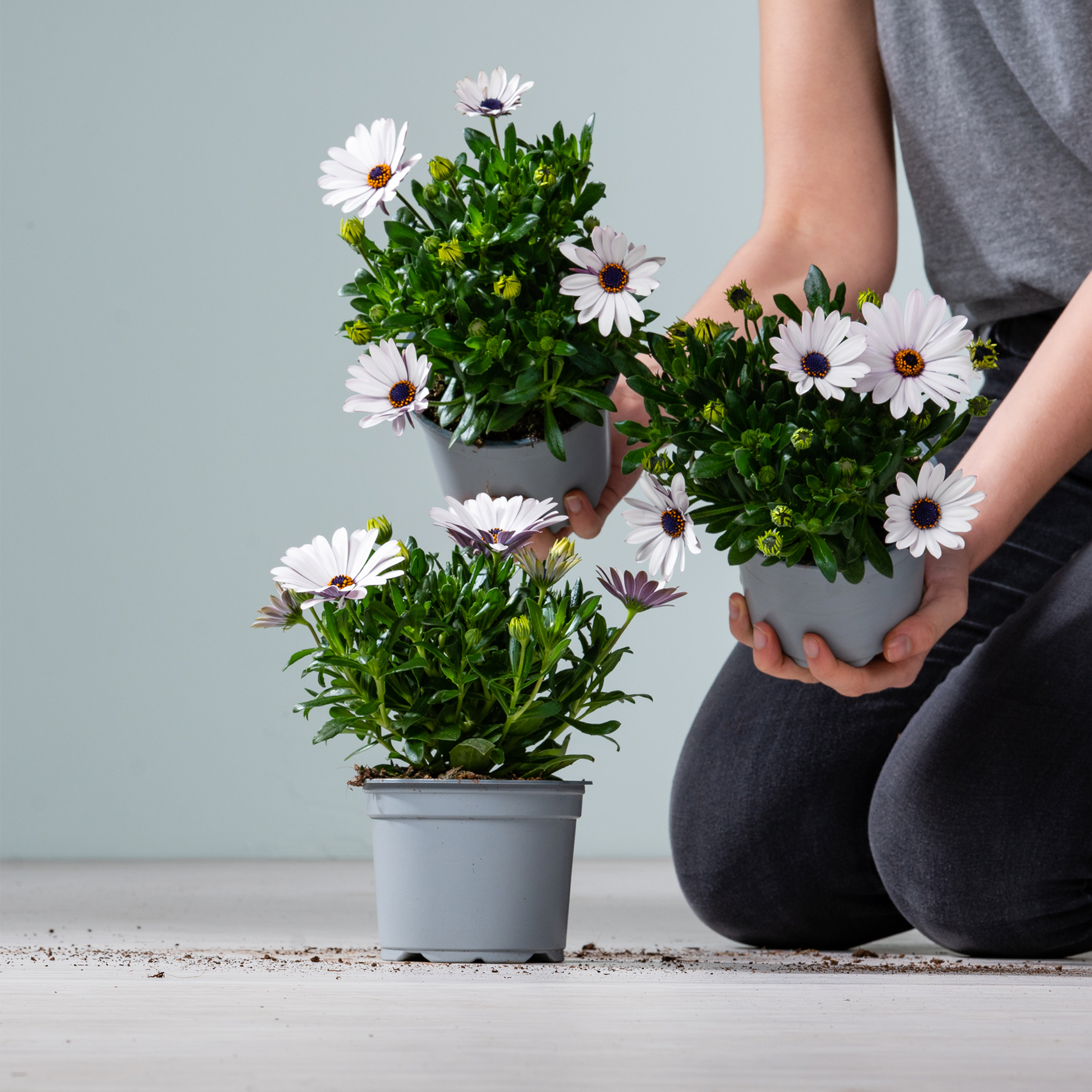 Drei weiße und violette Gänseblümchen in Töpfen werden von einer Person in einem grauen Hemd und schwarzen Jeans vor einem hellblauen Hintergrund gehalten.