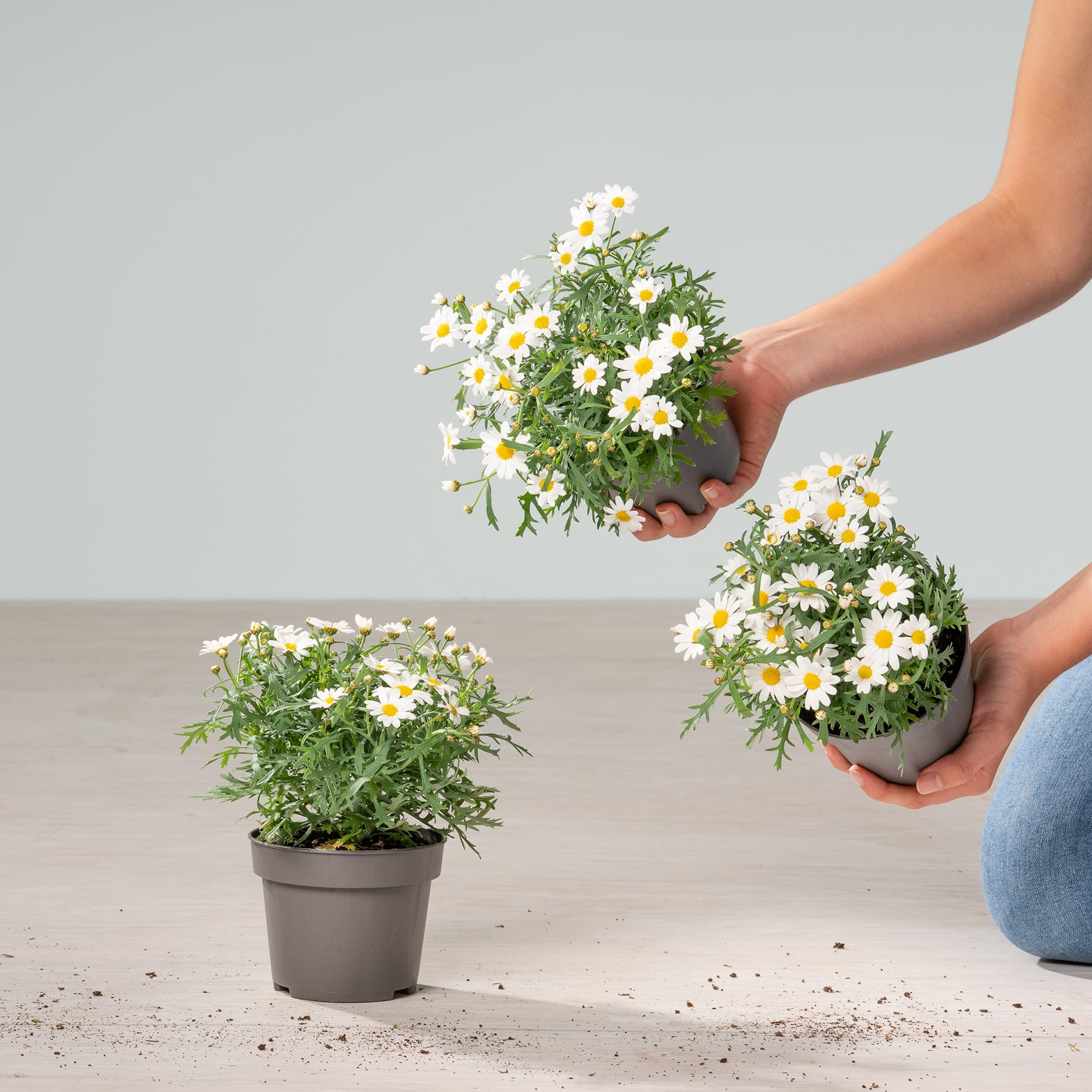 Drei Topfgänseblümchen mit weißen Blütenblättern und gelben Zentren sind auf einem hellen Boden arrangiert, wobei die Hände einer Person zwei der Töpfe vor einem schlichten, hellgrauen Hintergrund halten.