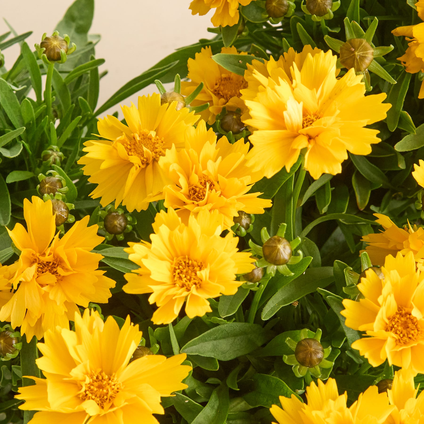 Leuchtend gelbe, gänseblümchenartige Blüten mit grünem Laub und Knospen füllen das Bild vor einem weichen, hellen Hintergrund.