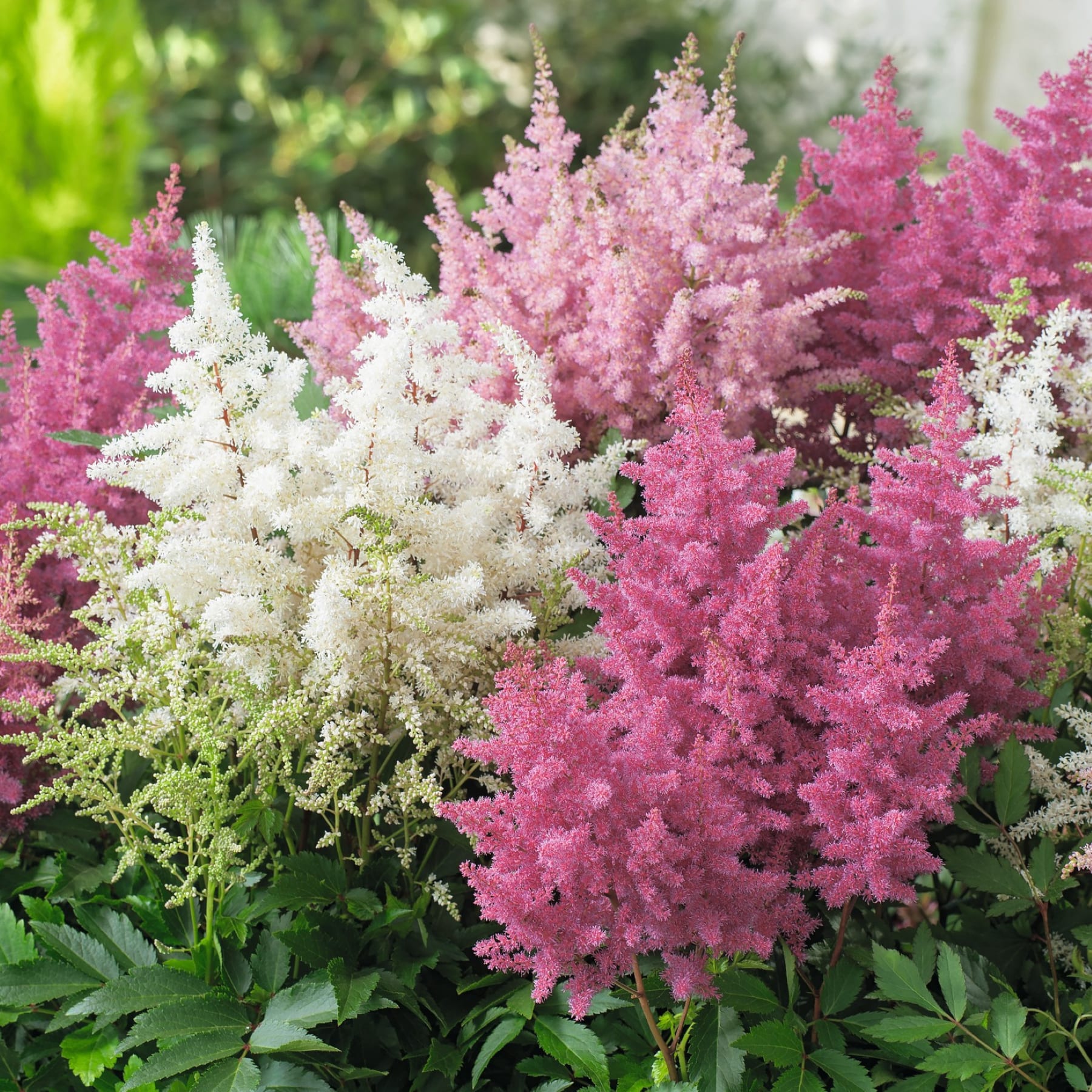 Über dem dunkelgrünen Laub erhebt sich ein Büschel federartiger, rosa und weißer Astilbenblüten vor einem verschwommenen grünen Hintergrund.