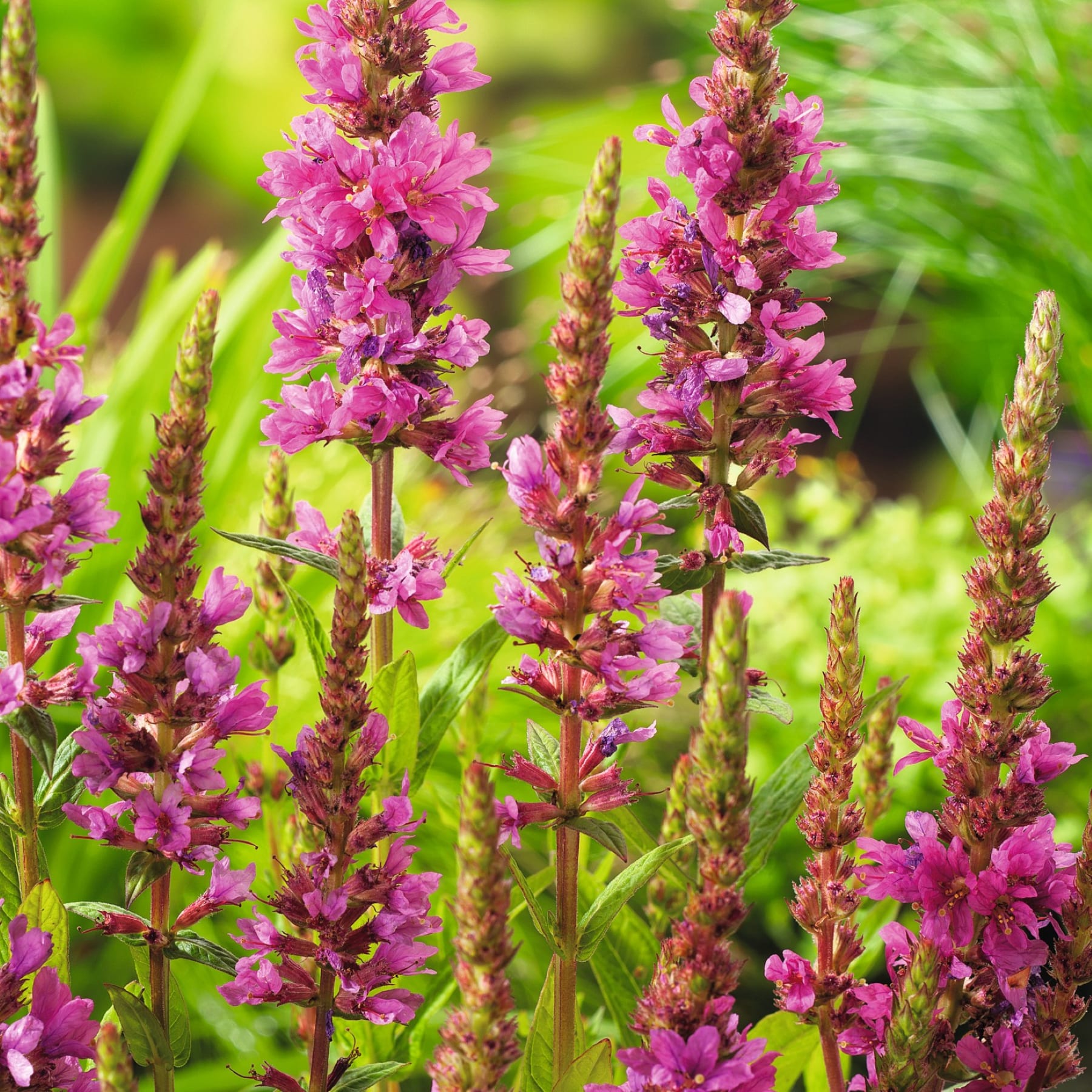 Hohe, leuchtend violette Blütenrispen ragen im Vordergrund vor einem weichen, verschwommenen Hintergrund aus üppigem, grünem Laub empor.