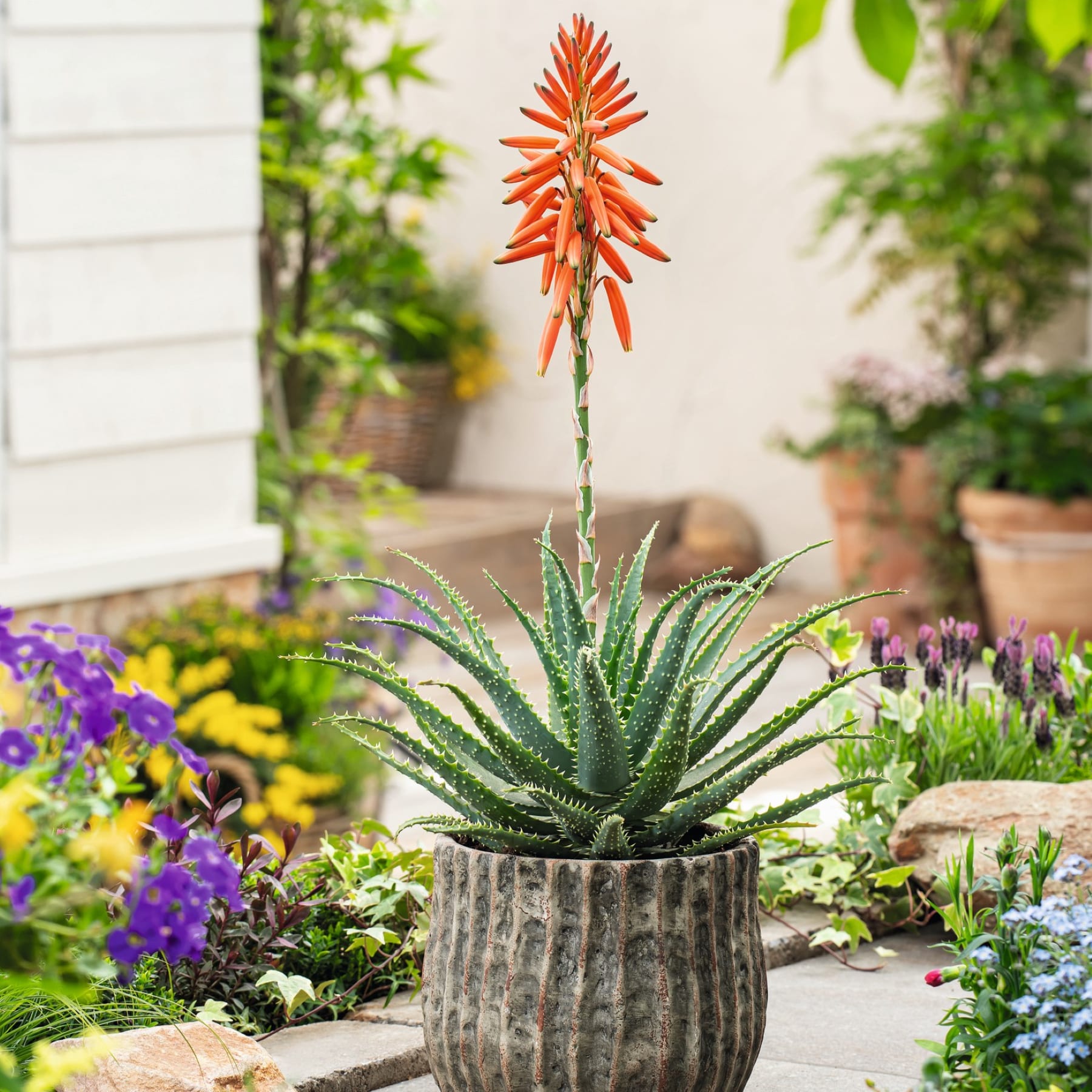Eine Aloe-Pflanze im Topf mit einer orangefarbenen Blüte steht in einem Garten mit farbenfrohen Blumen und viel Grün.