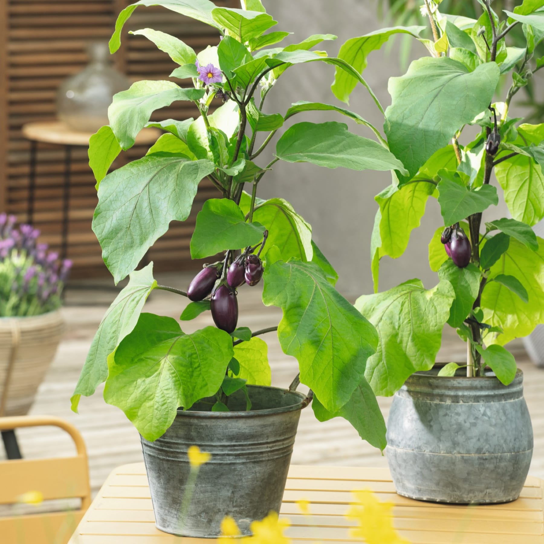 Auf einem Tisch stehen zwei Auberginenpflanzen in Töpfen mit kleinen violetten Früchten; im verschwommenen Hintergrund sind eine Terrasse und Lavendelpflanzen zu sehen.