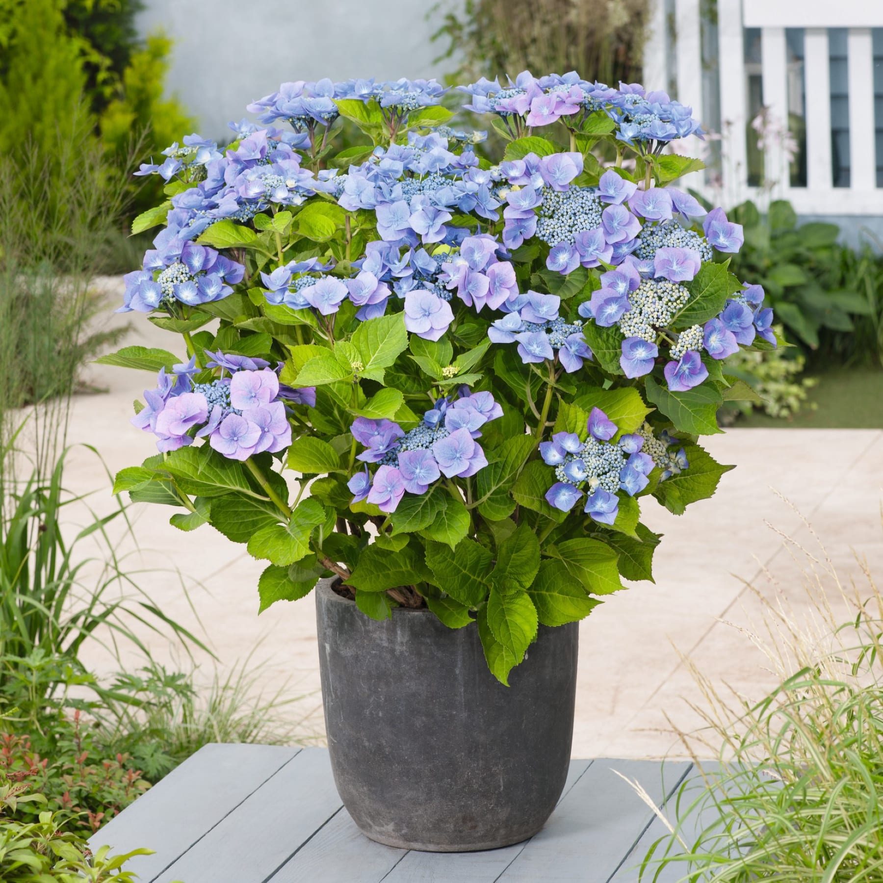 Auf einer gepflasterten Terrasse steht ein großer Topf mit blauen und violetten Hortensien; im Hintergrund sind ein weißer Zaun und Grünpflanzen zu sehen.