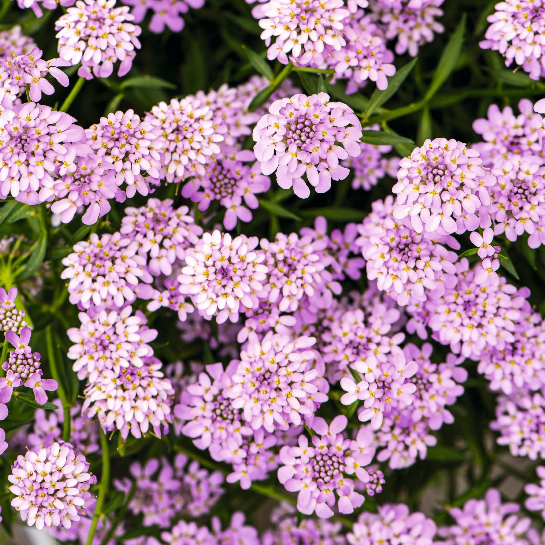 Im Vordergrund füllen Büschel zarter rosa Blüten mit grünem Laub, während ein weicher, verschwommener Hintergrund aus mehr Grün an eine Gartenlandschaft erinnert.