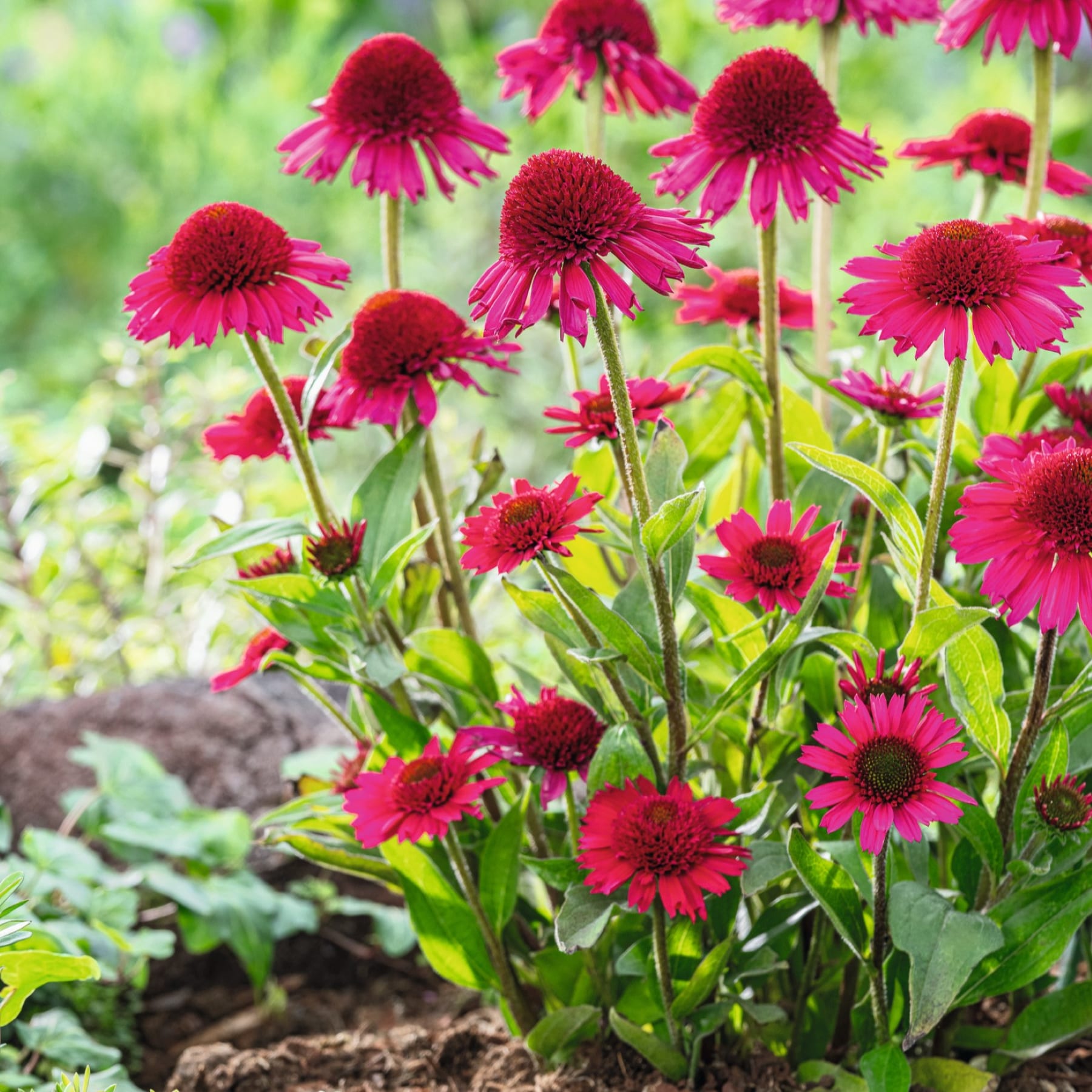 Im Vordergrund blühen leuchtend pinkfarbene Sonnenhüte, im Hintergrund erstreckt sich ein sanftgrünes Gartenbeet.