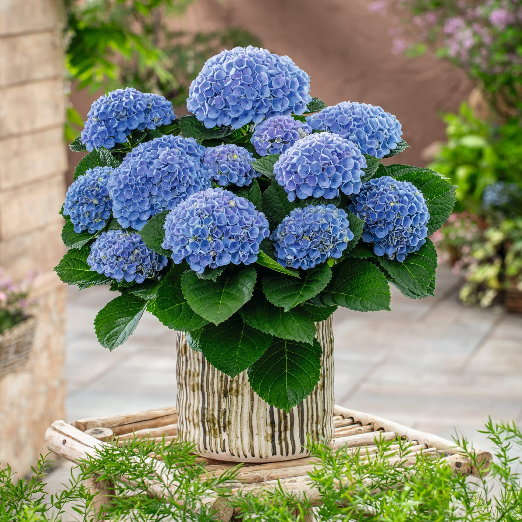 Auf einem Holzständer steht ein großer Strauß blauer Hortensien in einem strukturierten Topf; im Hintergrund sind ein verschwommener Garten und eine Backsteinmauer zu erkennen.