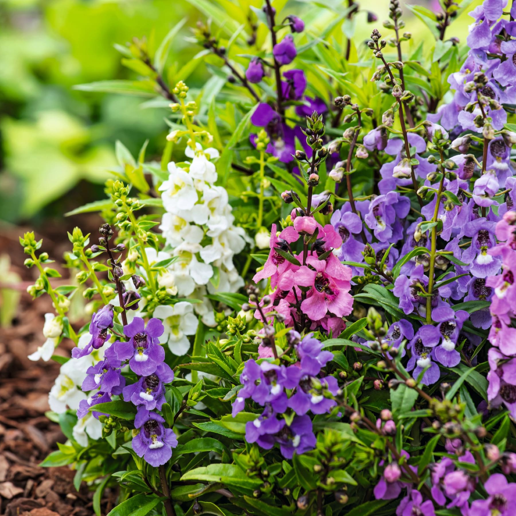 Ein lebhafter Strauß weißer, rosa und violetter Blüten mit grünem Laub im Vordergrund hebt sich von einem sanft verschwommenen grünen Hintergrund ab.