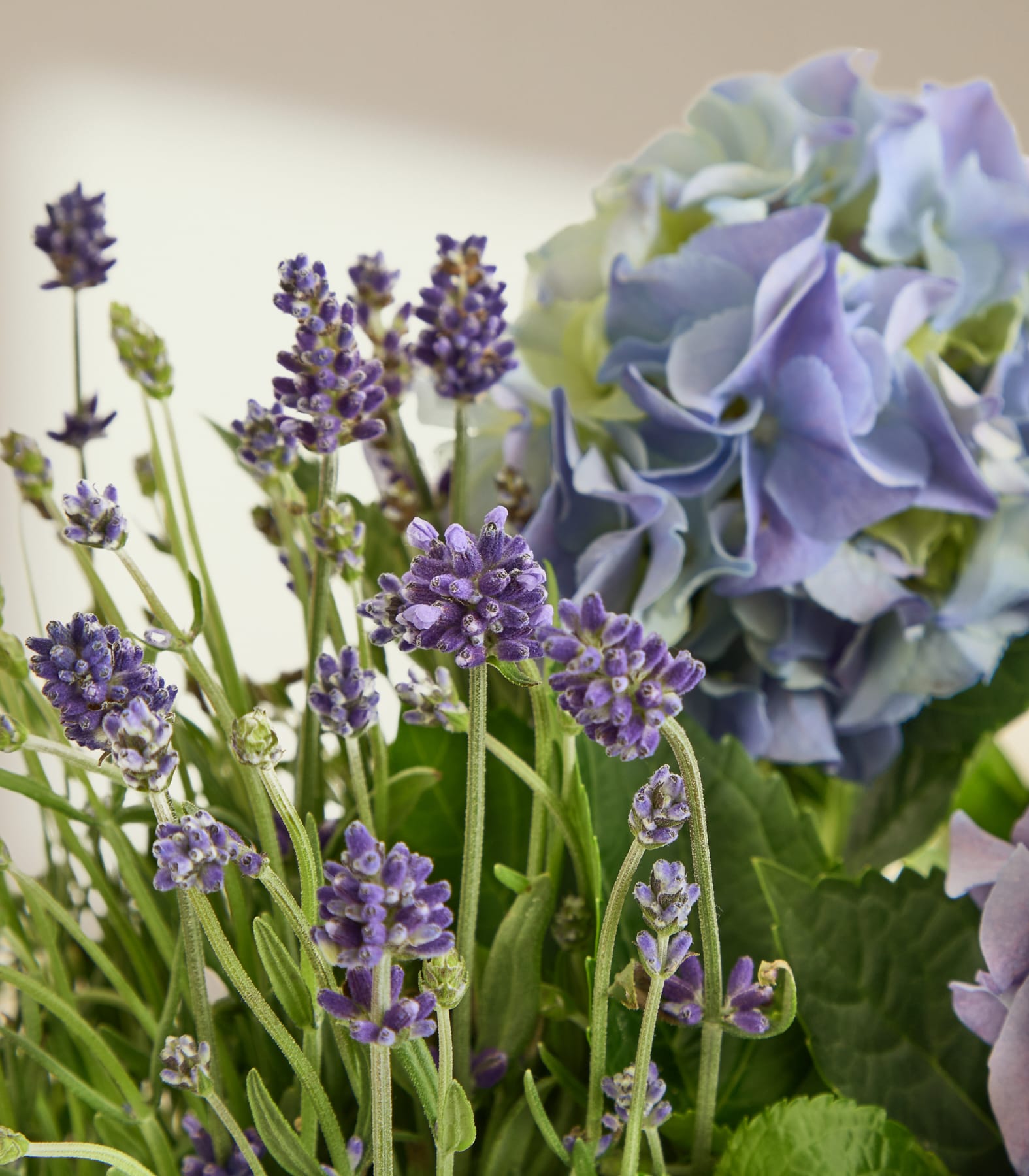 Leuchtend violette und lavendelfarbene Hortensienblüten füllen den Rahmen, ihre zarten Blütenblätter bilden einen Kontrast zum üppigen grünen Laub im Hintergrund.