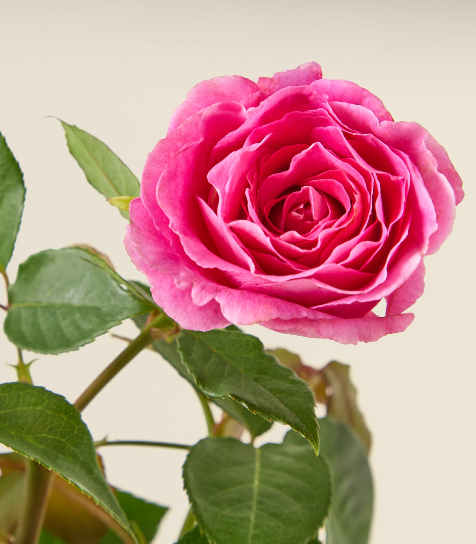 Leuchtend rosa Rosen mit üppigen grünen Blättern heben sich von einem schlichten weißen Hintergrund ab und schaffen eine optisch beeindruckende und elegante Komposition.