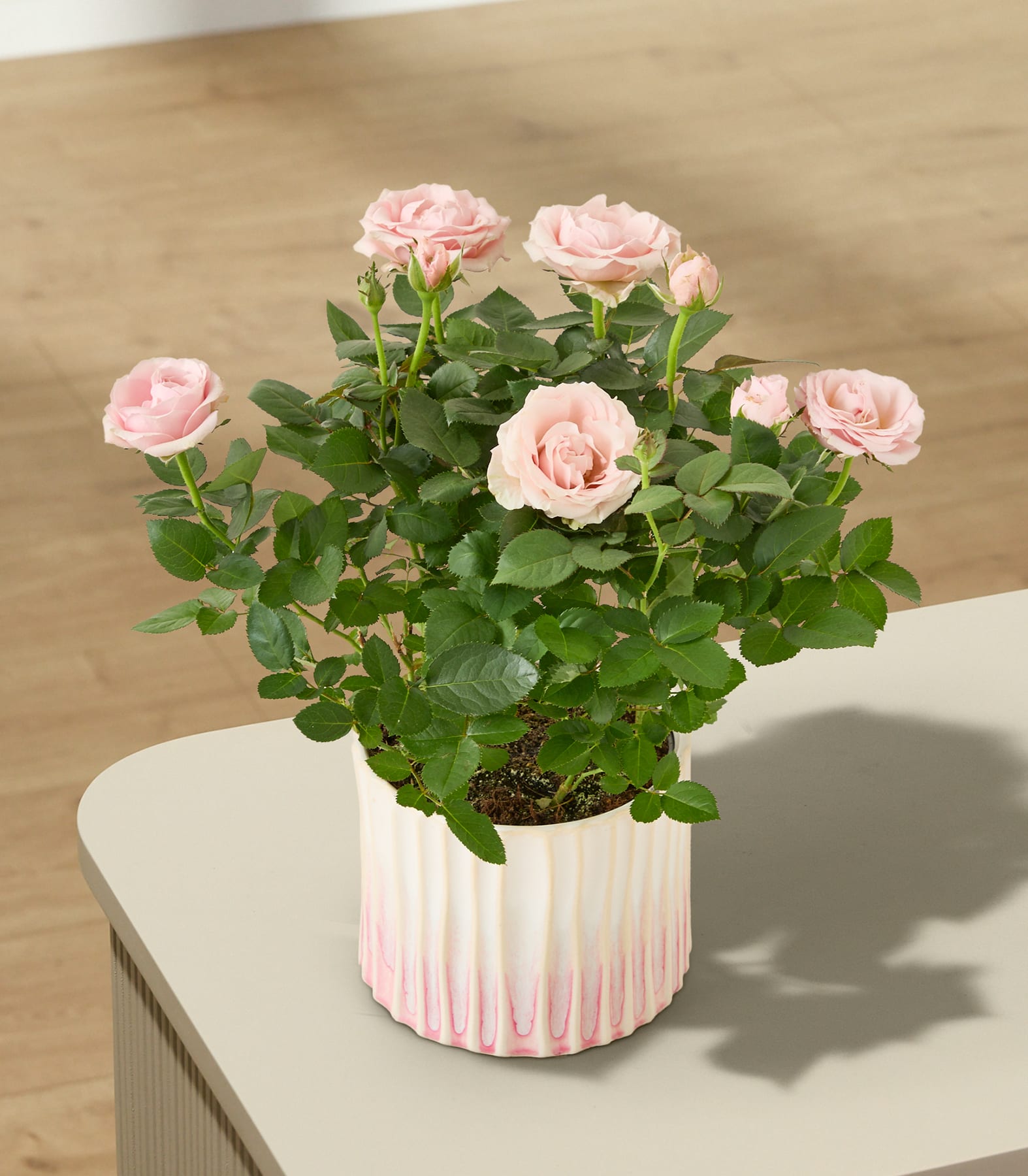 Zarte rosa Rosen mit üppigem grünem Laub vor einem sanften blauen Hintergrund.
