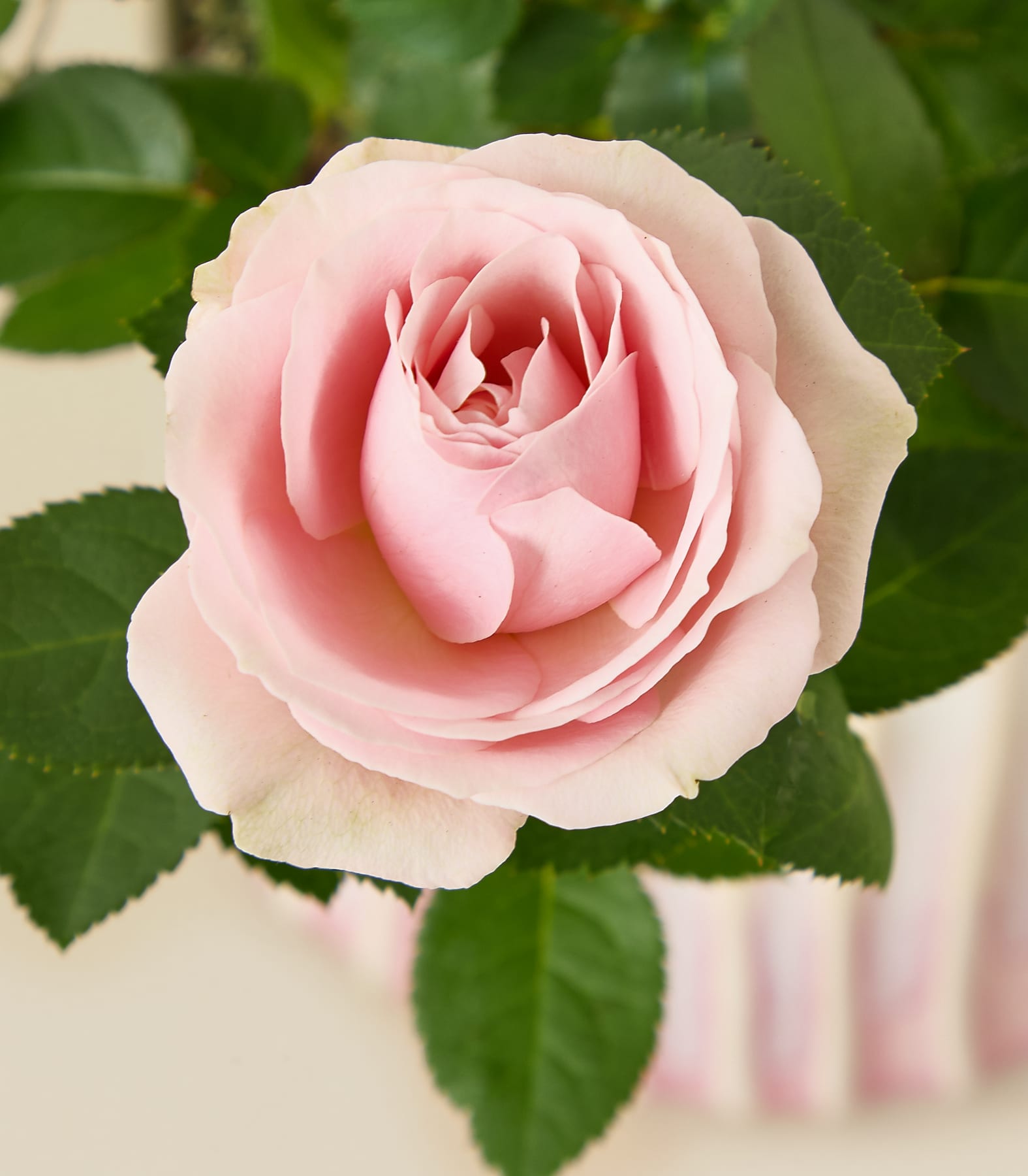 Ein Strauß zartrosa Rosen steht in einem dekorativen weiß-rosa Keramiktopf vor einem hellblauen Hintergrund.