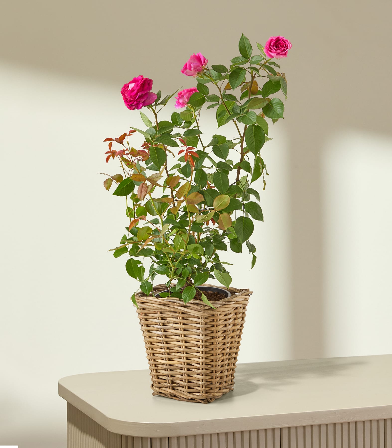 Ein Rosenstrauch im Topf mit rosa Blüten steht auf einem hellen Tisch vor einem sanft beleuchteten, neutralen Hintergrund.