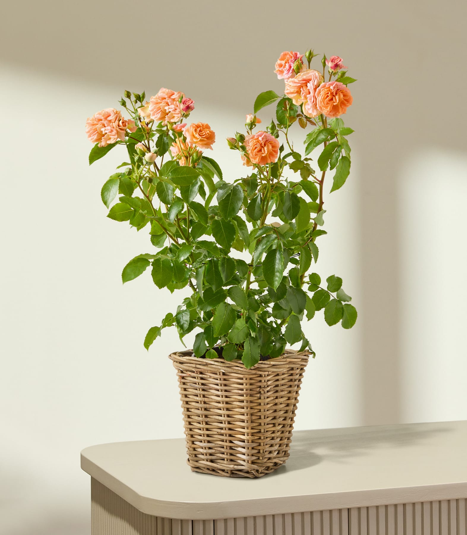 Ein Rosenstrauch im Topf mit zarten orangefarbenen Blüten steht auf einem hellen Tisch vor einer sanft beleuchteten Wand.
