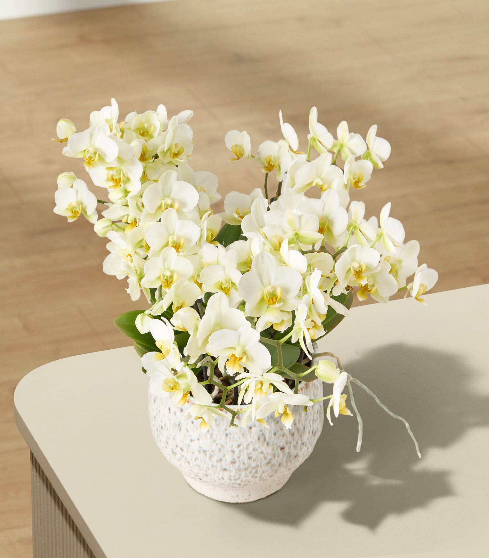 Auf einem hellen Tisch steht eine weiße Orchidee in einem strukturierten Topf; im Hintergrund ist ein verschwommener Holzboden zu sehen.