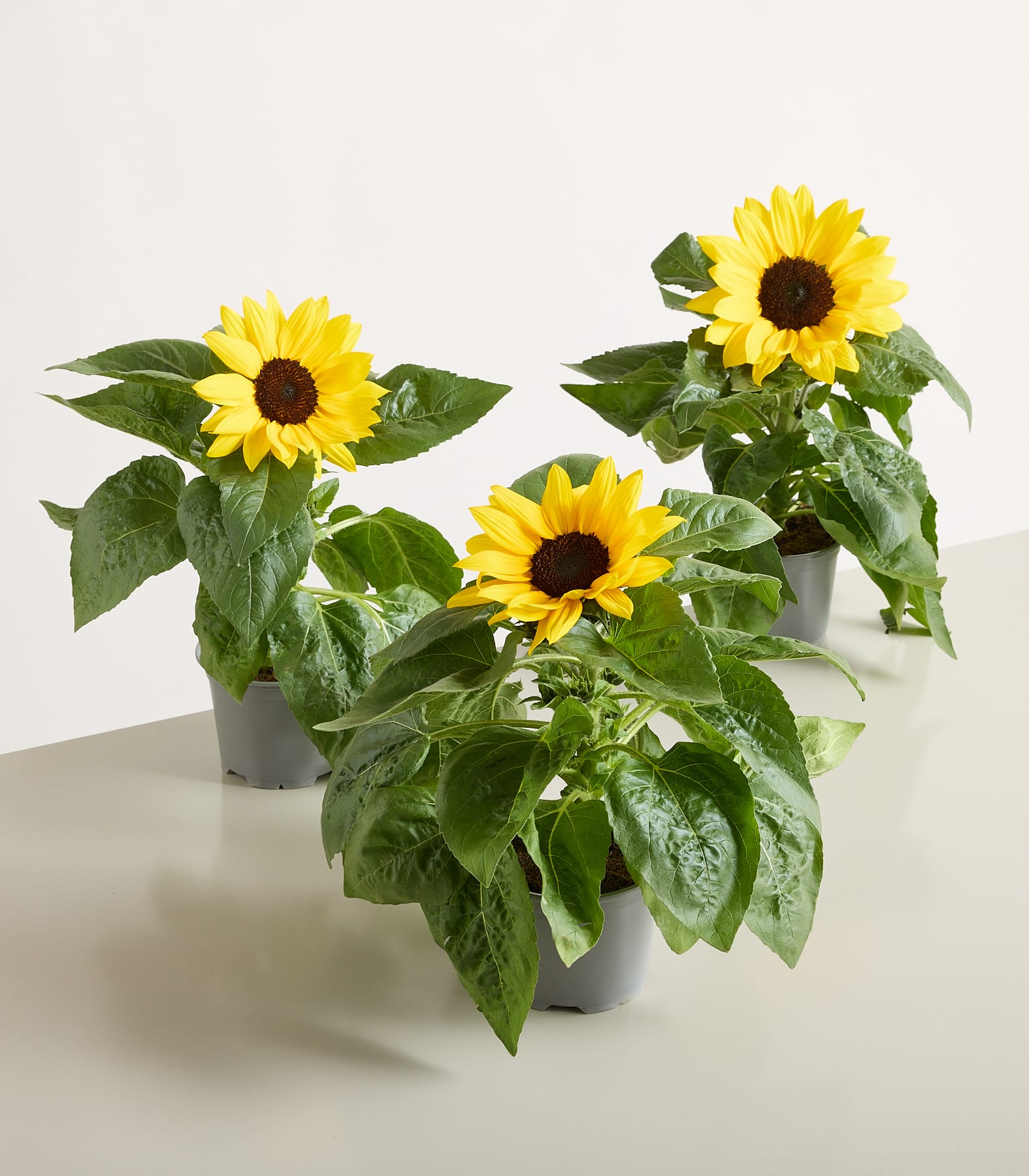 Leuchtend gelbe Sonnenblumen in Töpfen stehen auf einer Holzoberfläche vor einem schlichten hellblauen Hintergrund.