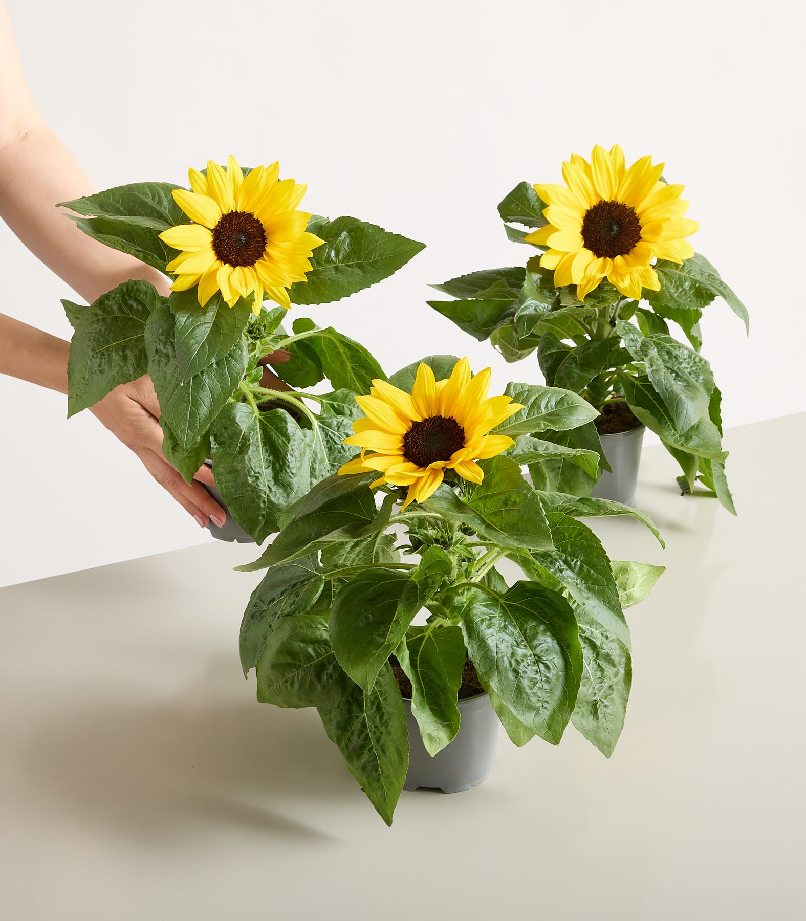 Im Vordergrund stehen zwei Topfsonnenblumen mit großen grünen Blättern, während vor einem hellblauen Hintergrund eine Hand eine weitere Sonnenblume hält.