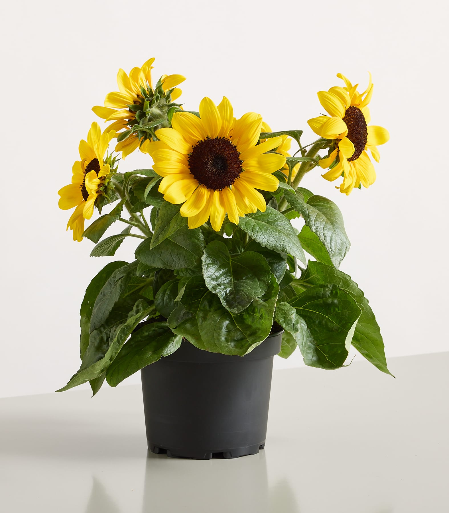 Im Vordergrund steht eine Topfsonnenblume mit leuchtend gelben Blüten und grünen Blättern vor einem schlichten weißen Hintergrund.