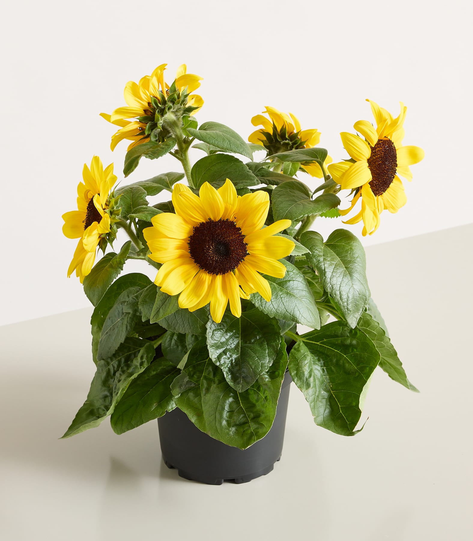 Eine Topfsonnenblume mit leuchtend gelben Blüten und grünen Blättern steht auf einer weißen Fläche vor einem schlichten weißen Hintergrund.
