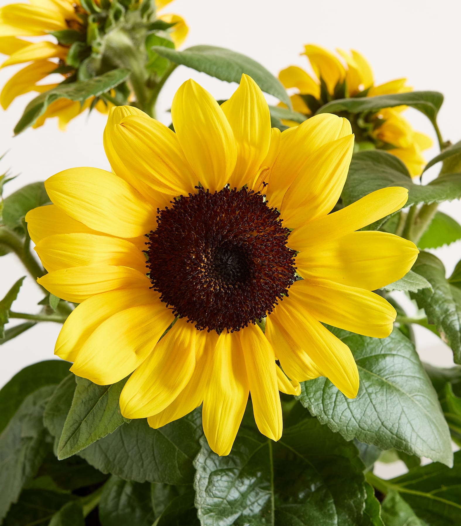 Im Vordergrund steht eine leuchtend gelbe Sonnenblume mit dunklem Zentrum, im verschwommenen Hintergrund sind weitere Sonnenblumen und grüne Blätter zu sehen.