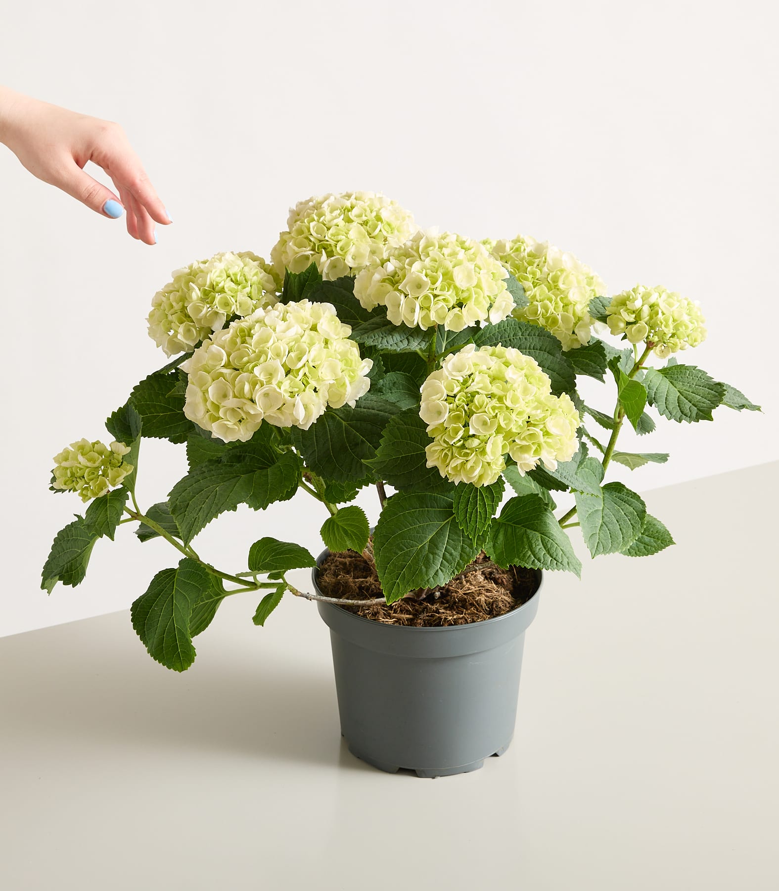 Ein üppiger Strauß weißer Hortensienblüten in einem schwarzen Topf, gehalten von den Händen einer Person, vor einem schlichten, hellgrauen Hintergrund.
