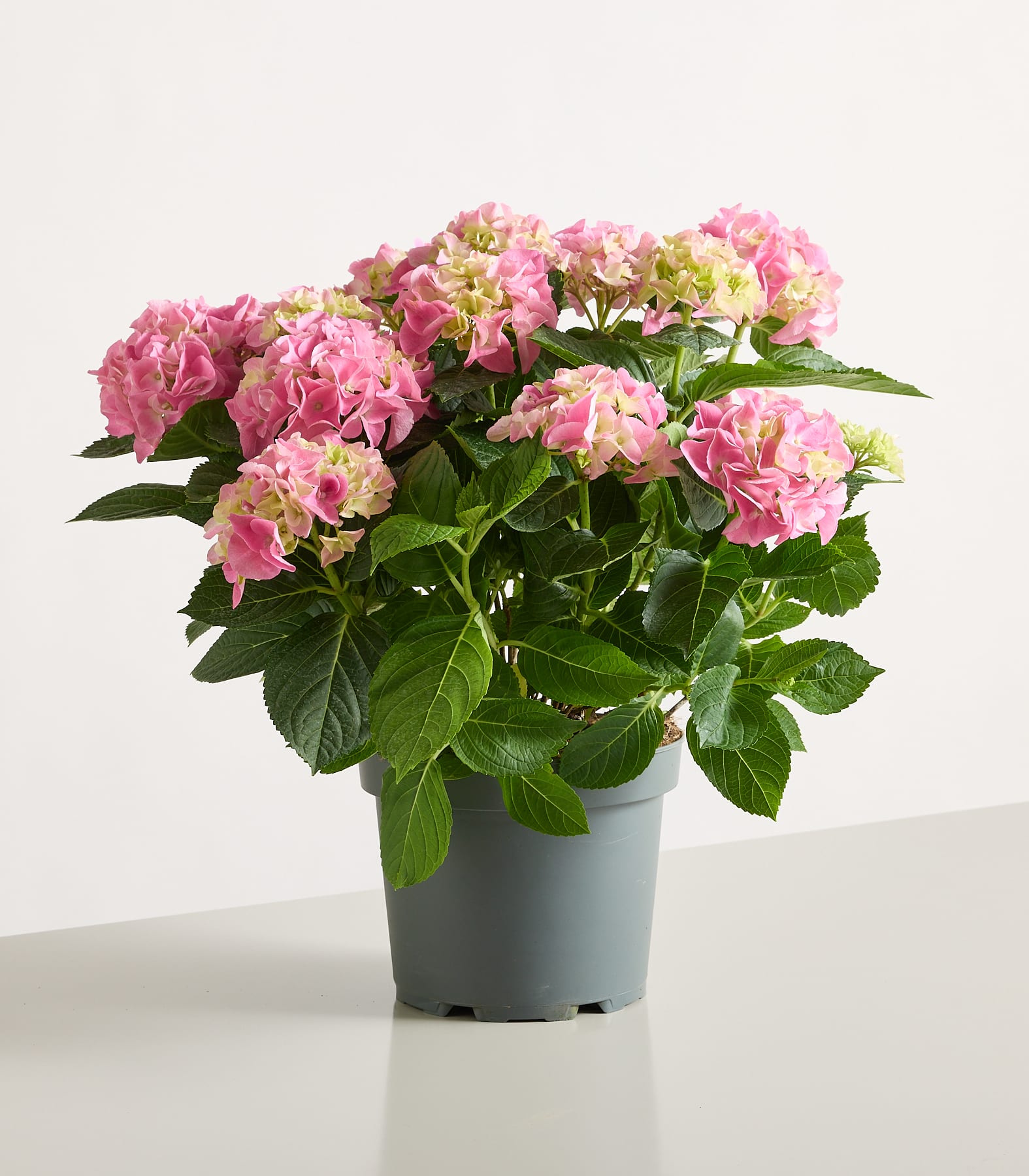 Eine Topfpflanze mit leuchtend grünen Blättern und gelben und rosa Blüten steht auf einer Holzoberfläche vor einem schlichten Hintergrund.