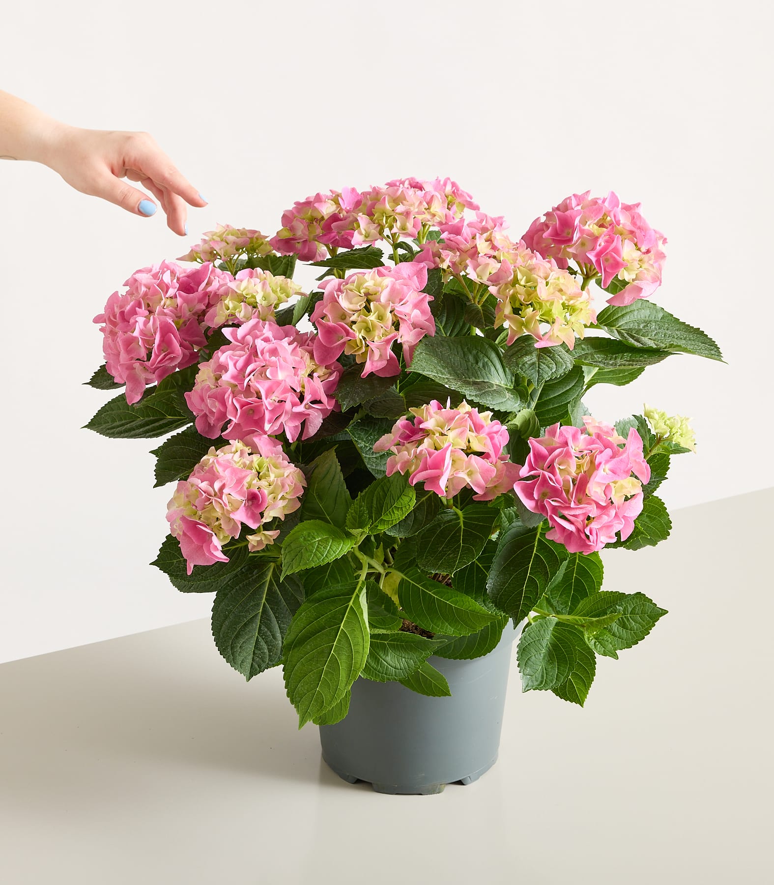 Eine Person hält in ihren Händen eine Topfpflanze mit üppig grünen Blättern und leuchtend pinken und gelben Blüten vor einem schlichten grauen Hintergrund.