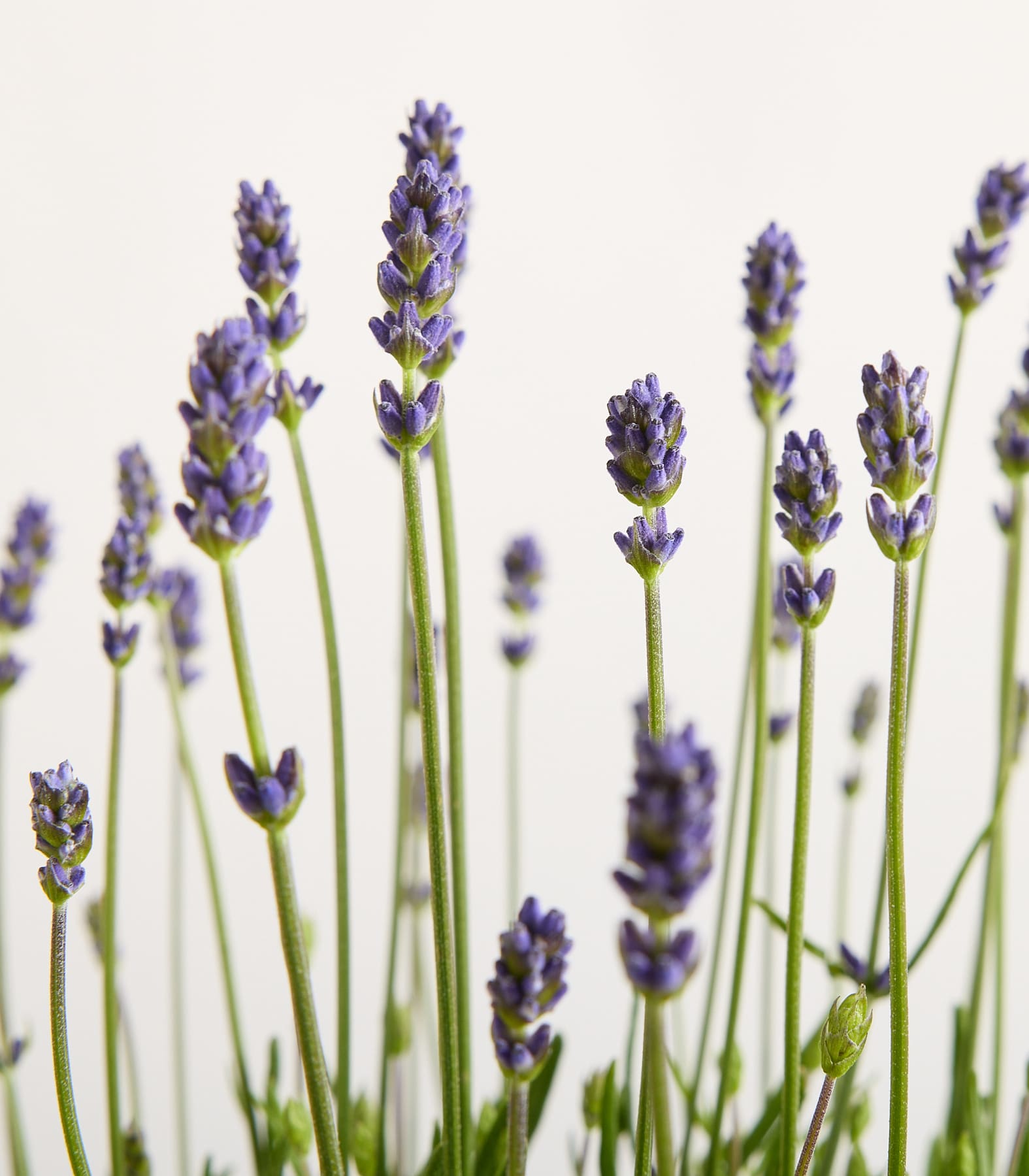 Ein Feld mit leuchtend violetten Lavendelblüten und grünen Blättern vor hellblauem Himmel.