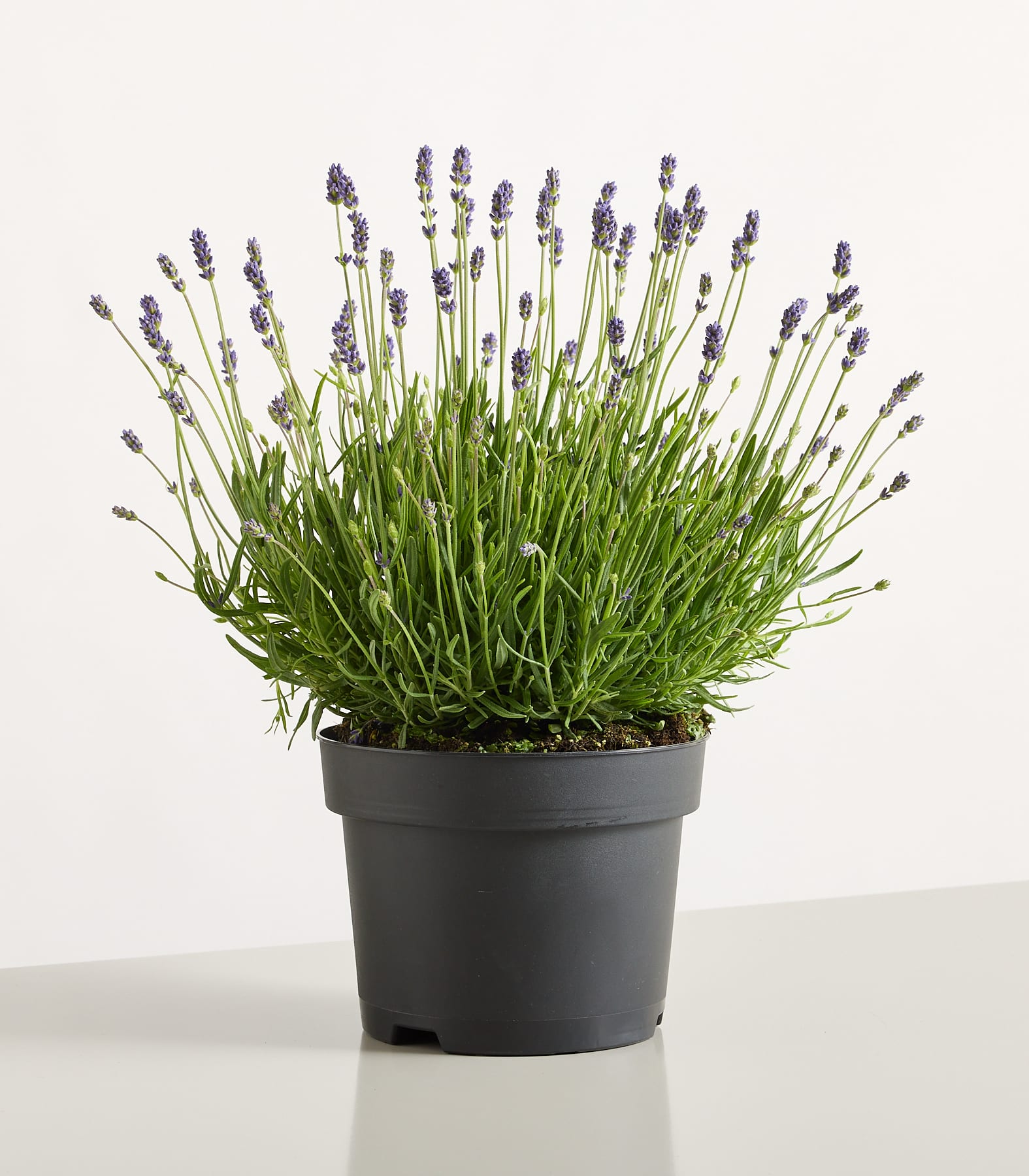 Eine Topfpflanze mit üppigem grünem Laub und leuchtend violetten Lavendelblüten steht auf einer schlichten grauen Fläche vor einem hellblauen Hintergrund.