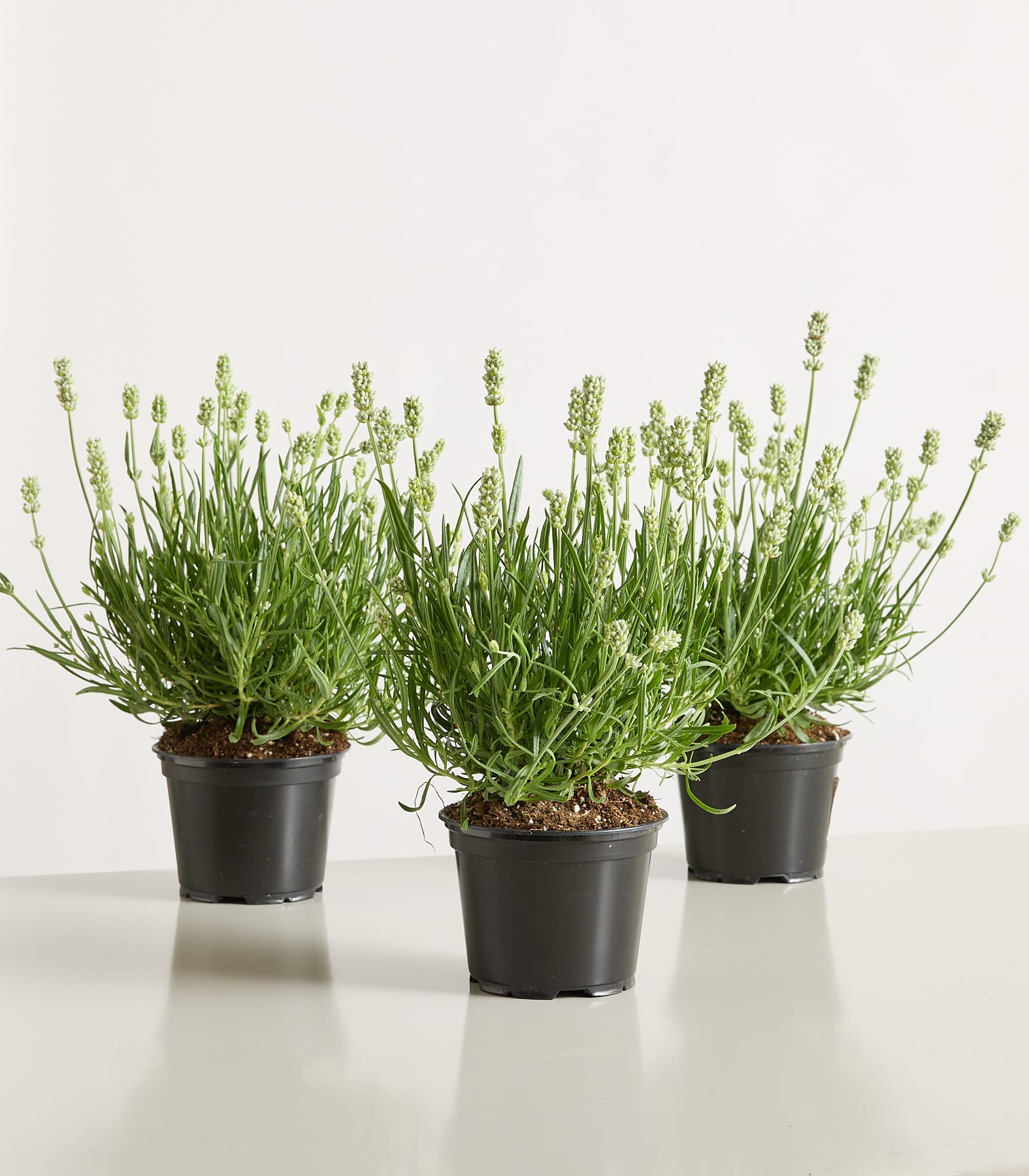 Topfpflanzen mit grünem Laub und kleinen weißen Blüten stehen auf einer hellen Oberfläche vor einem schlichten Hintergrund.