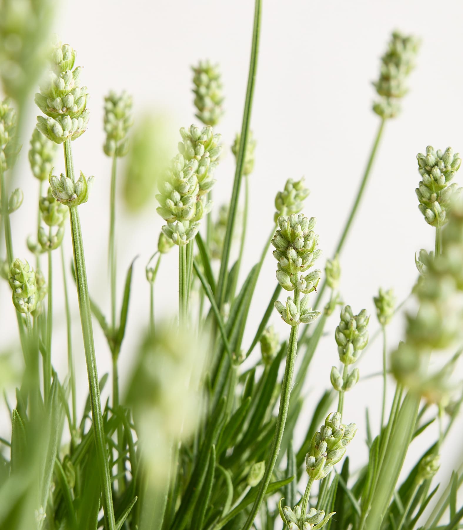 Das Bild zeigt ein üppiges, grünes Feld voller weißer und grüner Blumen, wodurch eine ruhige und natürliche Landschaft entsteht.