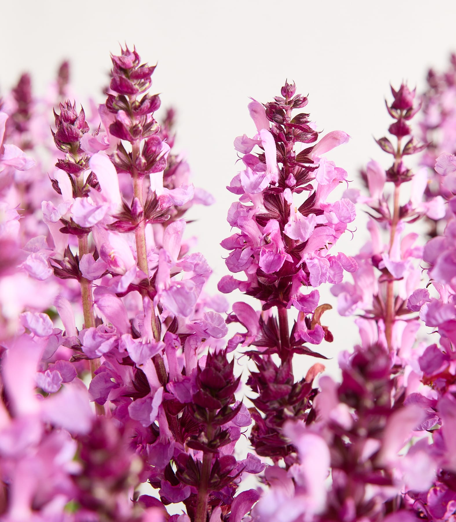 Ein Strauß zarter rosa und violetter Blüten mit stacheligen Blütenständen füllt den Vordergrund vor einem weichen, hellen Hintergrund.