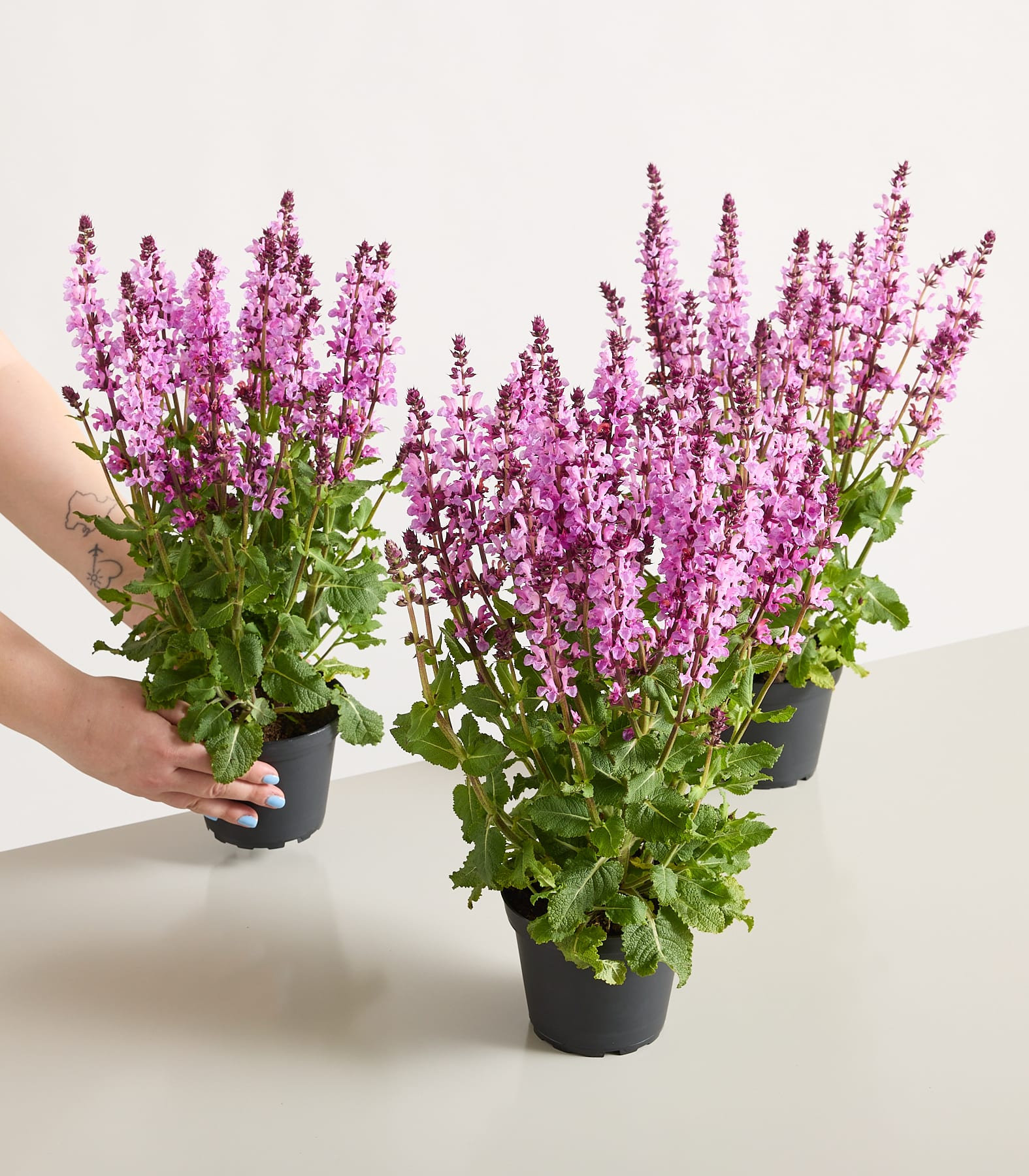 Im Vordergrund sticht ein leuchtender Strauß violetter Lavendelblüten hervor, umgeben von üppigem grünem Laub und einer Holzkonstruktion im Hintergrund.