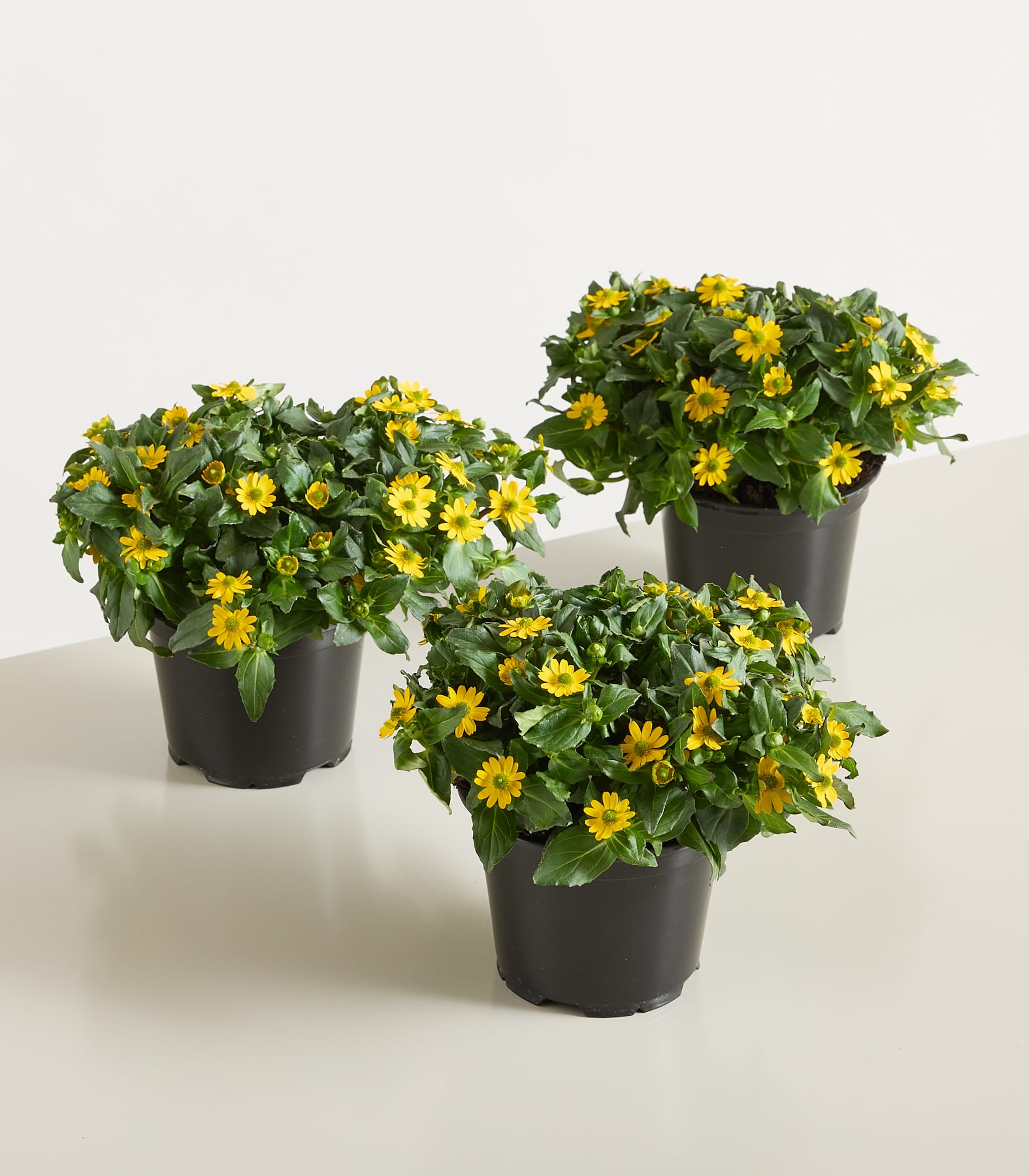 Drei gelbe Topfblumen mit grünen Blättern stehen auf einer hellen Oberfläche vor einem weißen Hintergrund.