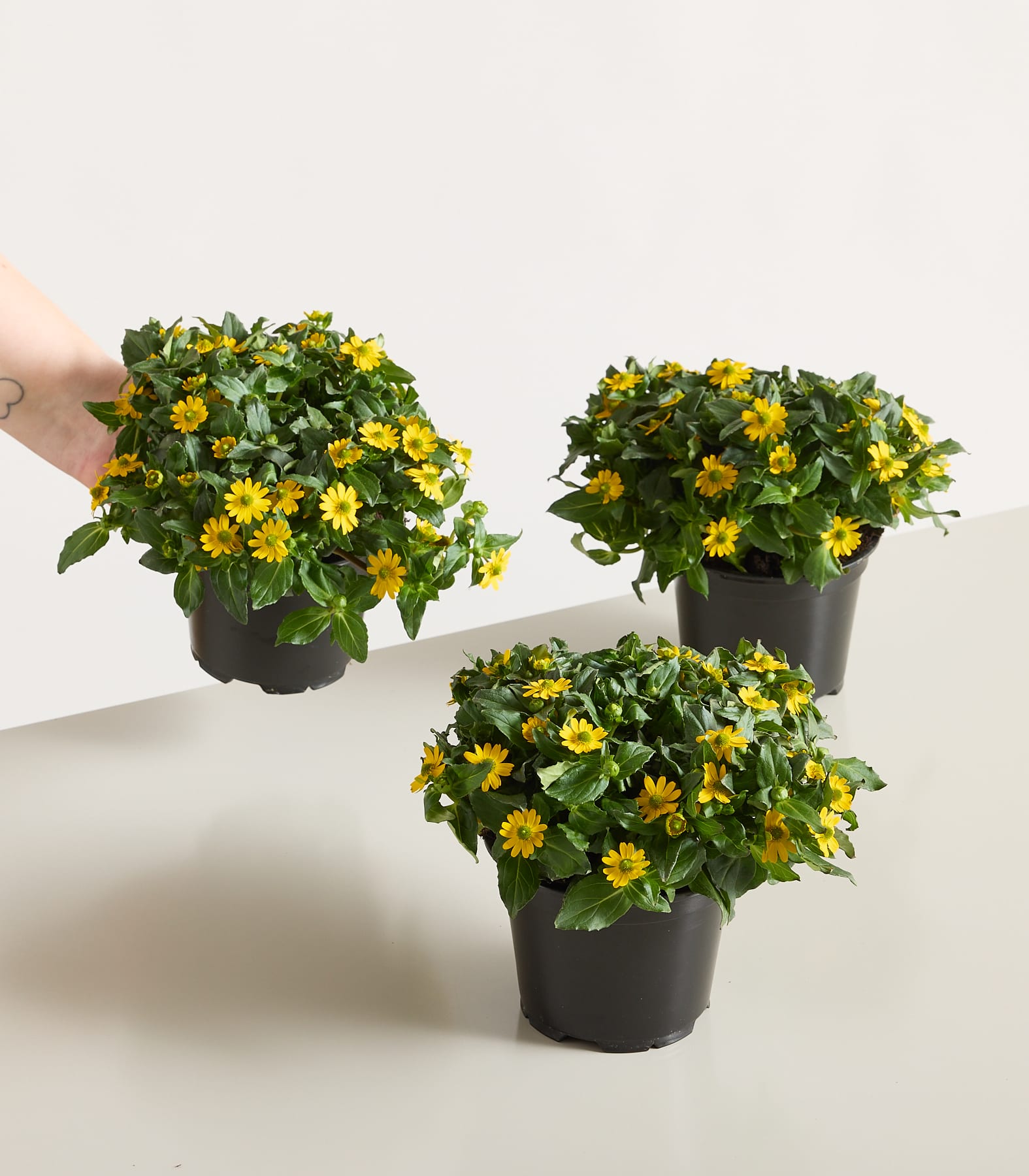 Ein üppiges, leuchtendes Feld mit hellgelben, gänseblümchenartigen Blüten, umgeben von grünem Laub.