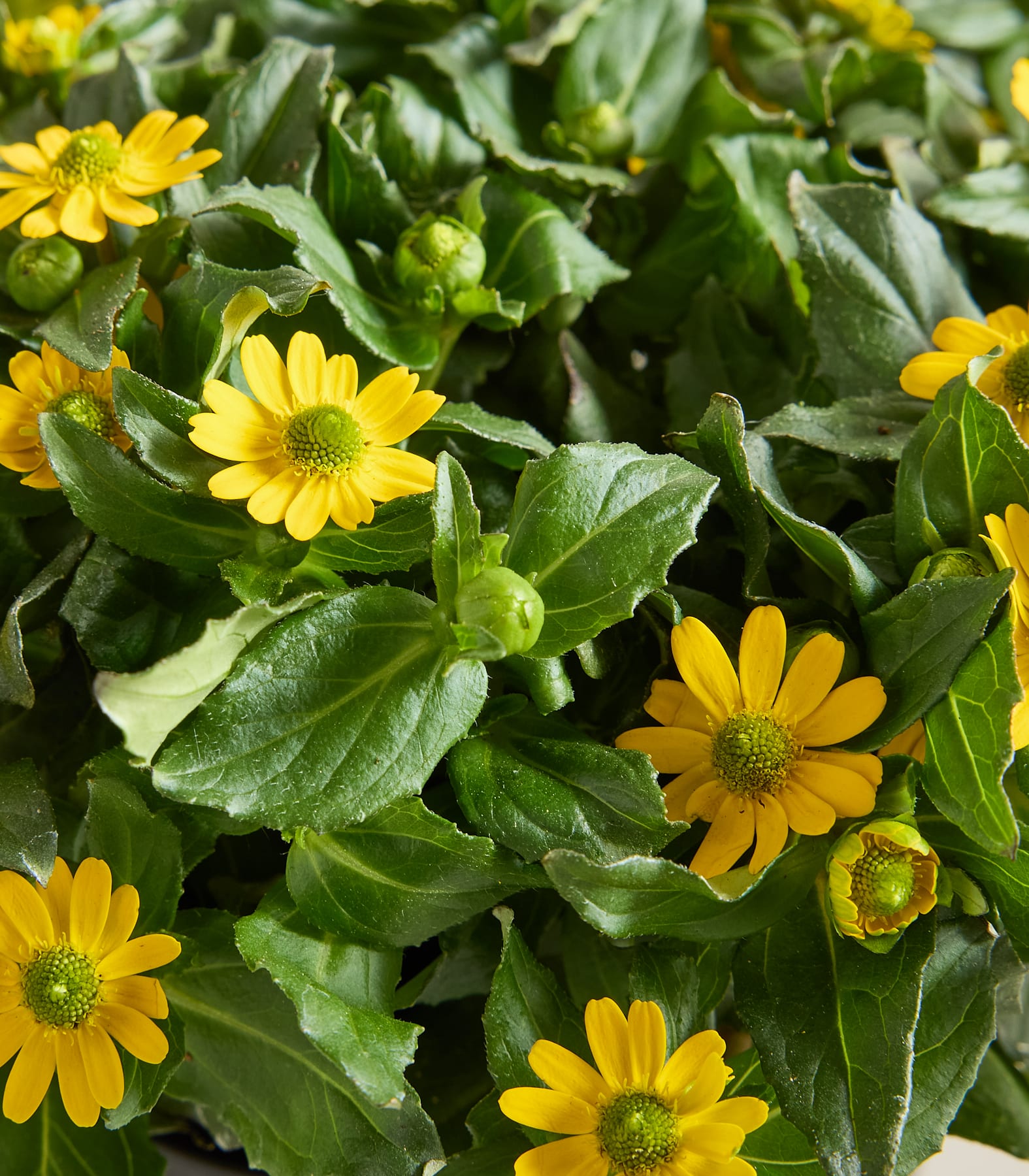 Das Bild zeigt mehrere leuchtend gelbe Blüten mit grünen Blättern im Vordergrund vor einem verschwommenen Hintergrund aus mehr Grün.