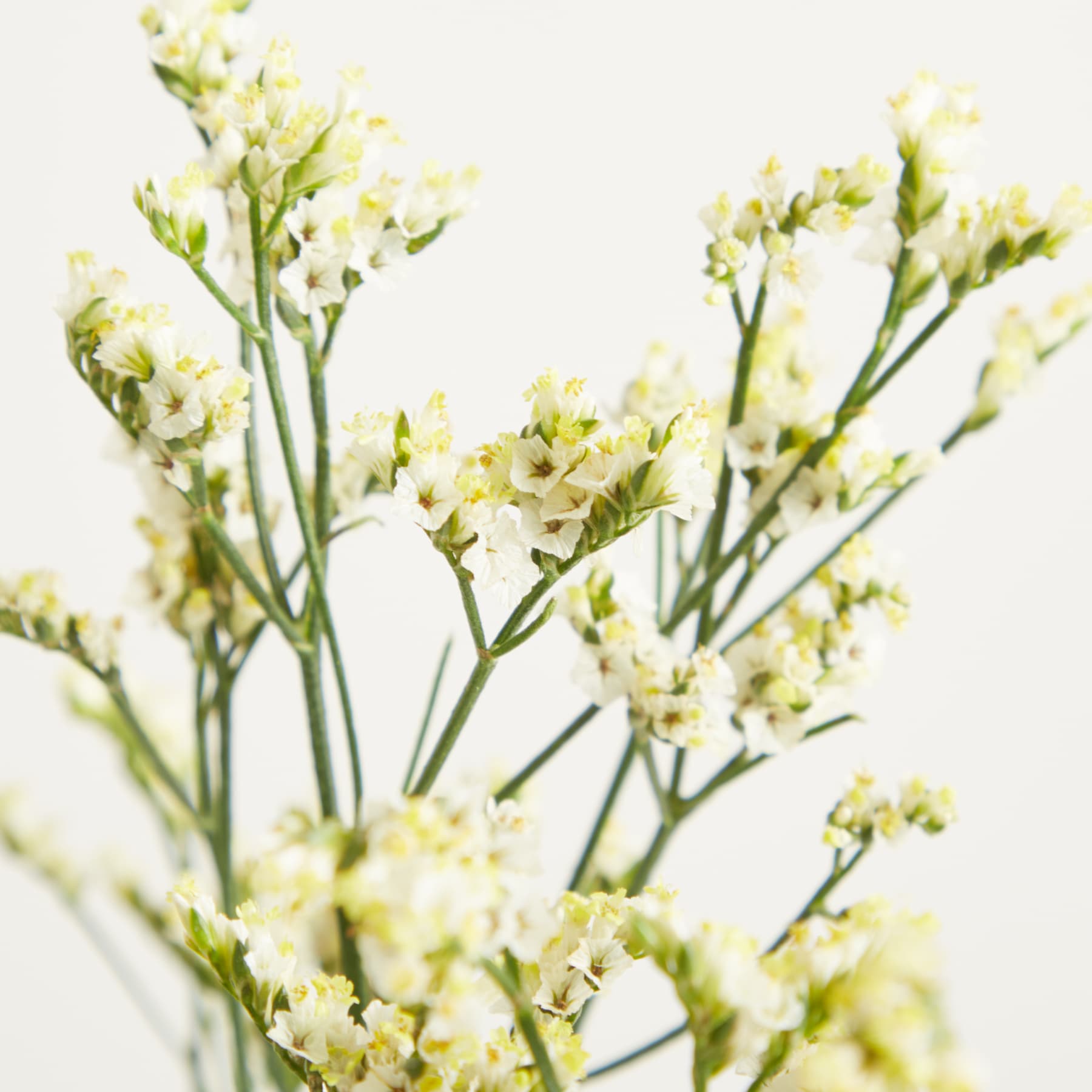 Zarte weiße Blüten mit grünen Stielen füllen den Vordergrund vor einem weichen, verschwommenen weißen Hintergrund.