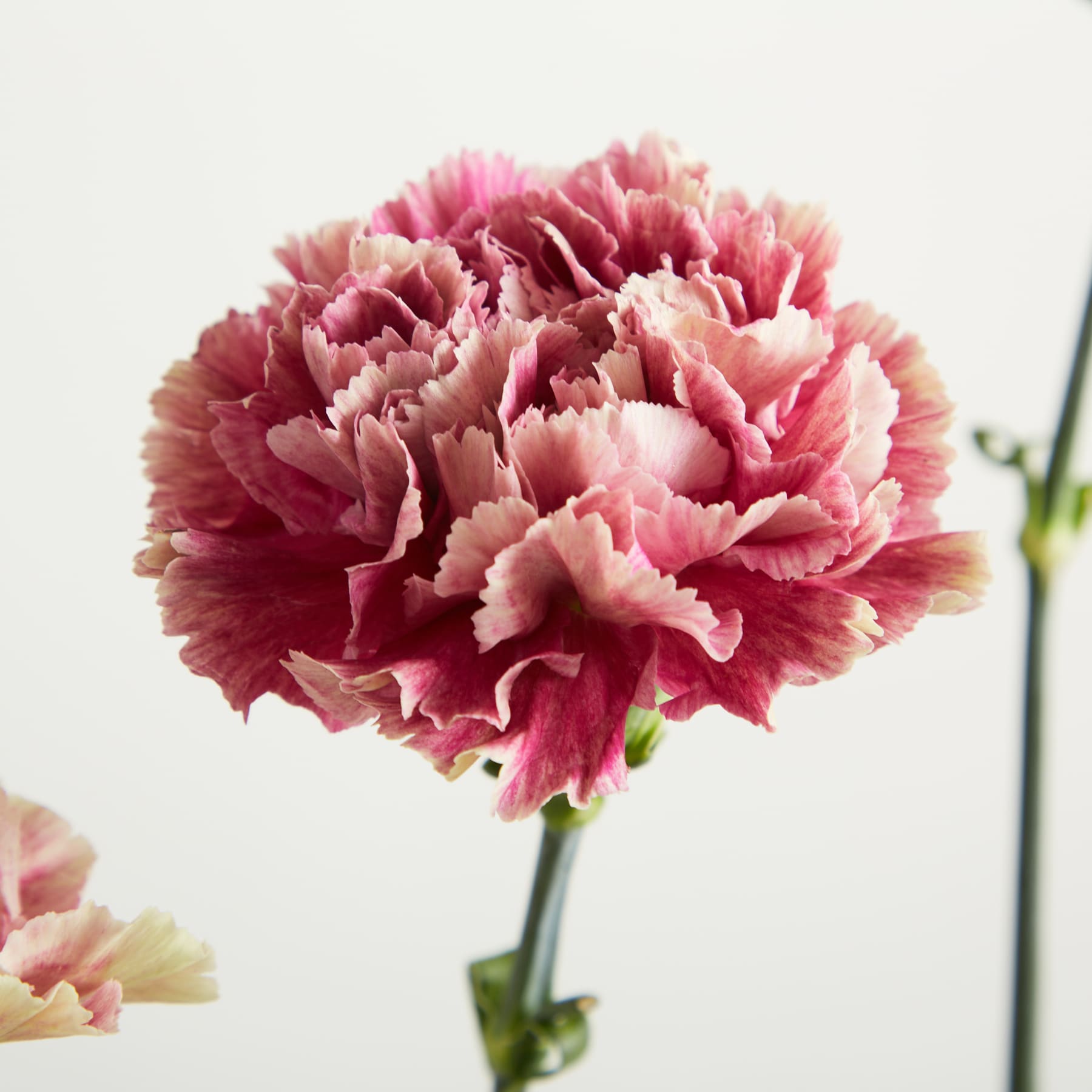Eine rosa Nelke mit gewellten Blütenblättern hebt sich von einem schlichten weißen Hintergrund ab, links davon ist eine weitere Blume angedeutet.