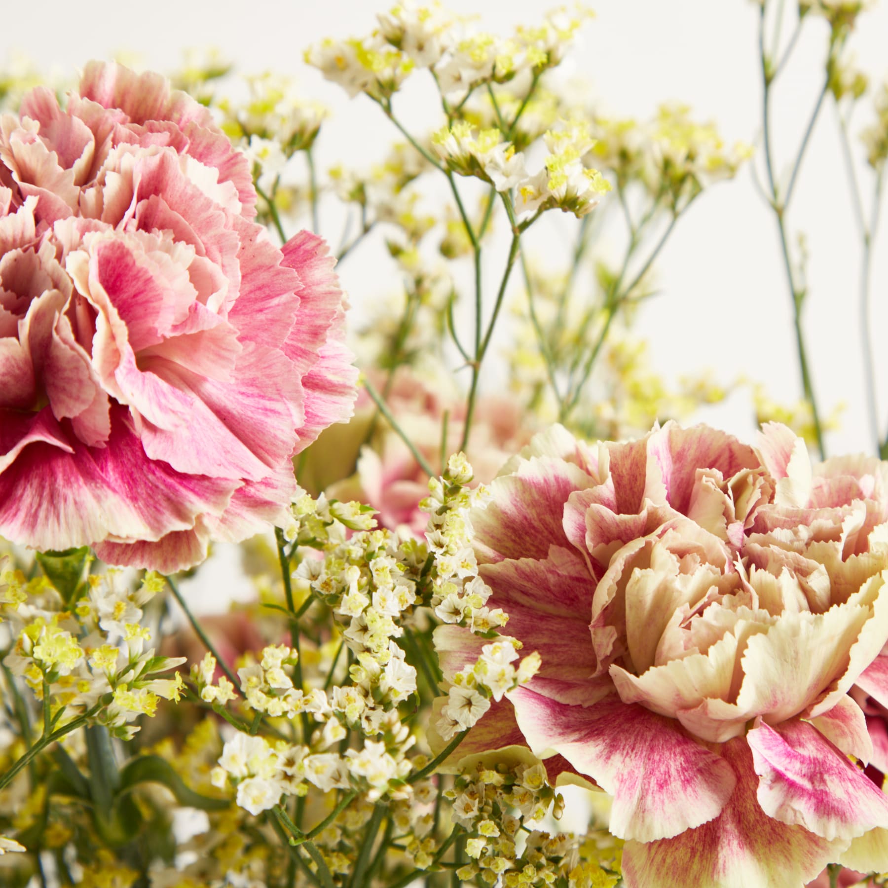 Im Vordergrund stehen zwei große rosa und weiße Nelken, im Hintergrund ein zarter Strauß winziger gelber Blüten.