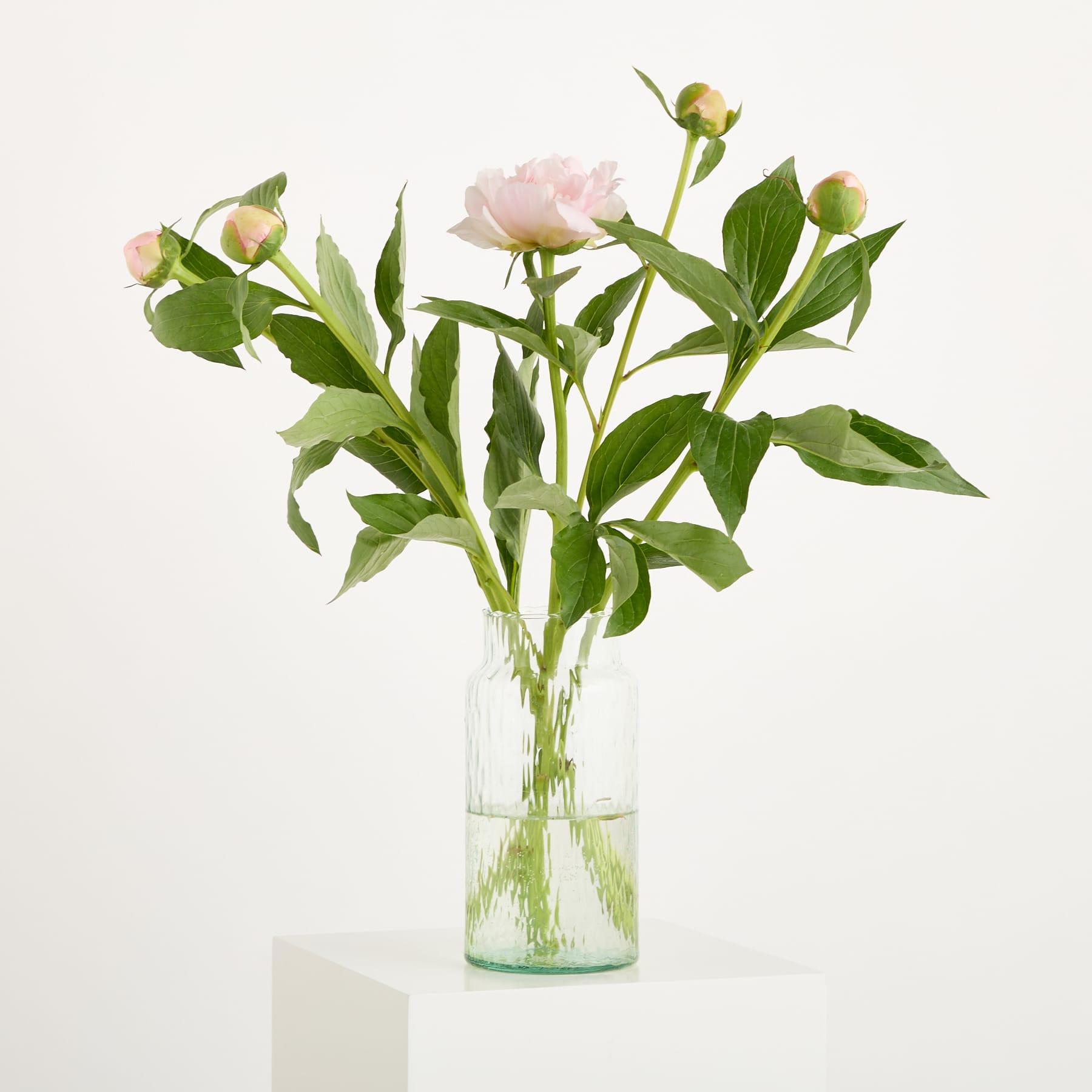 Eine einzelne hellrosa Pfingstrosenblüte und mehrere Knospen ragen aus einer mit Wasser gefüllten durchsichtigen Glasvase hervor, alles vor einem schlichten weißen Hintergrund.