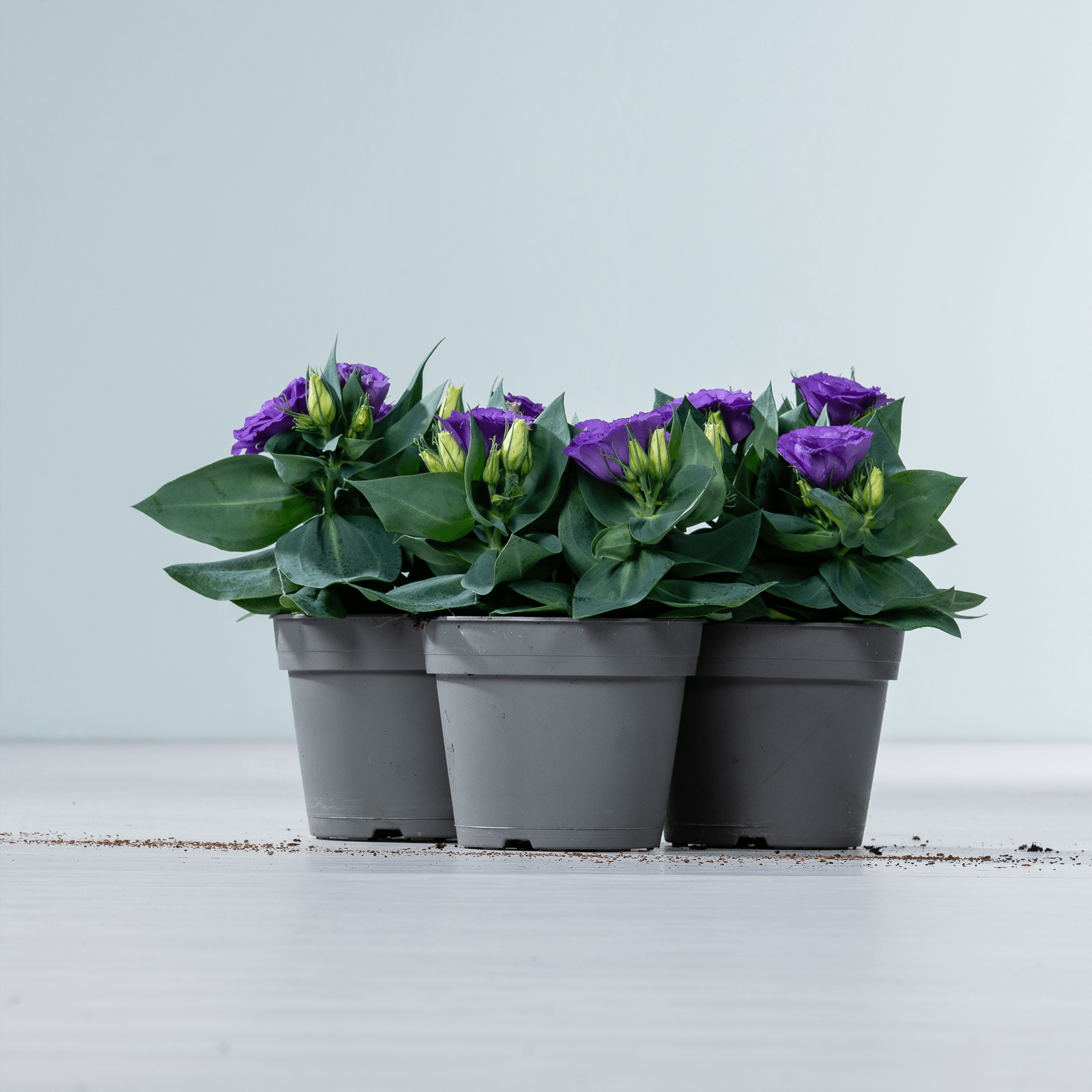 Drei graue Töpfe mit violetten Lisianthusblüten stehen auf einer weißen Fläche vor hellblauem Hintergrund.
