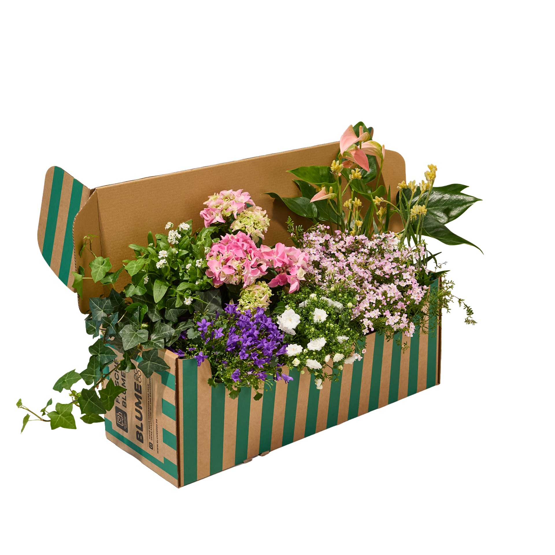 Ein mit einer Vielzahl bunter Blumen und Grünpflanzen gefüllter Karton steht vor einem weißen Hintergrund.