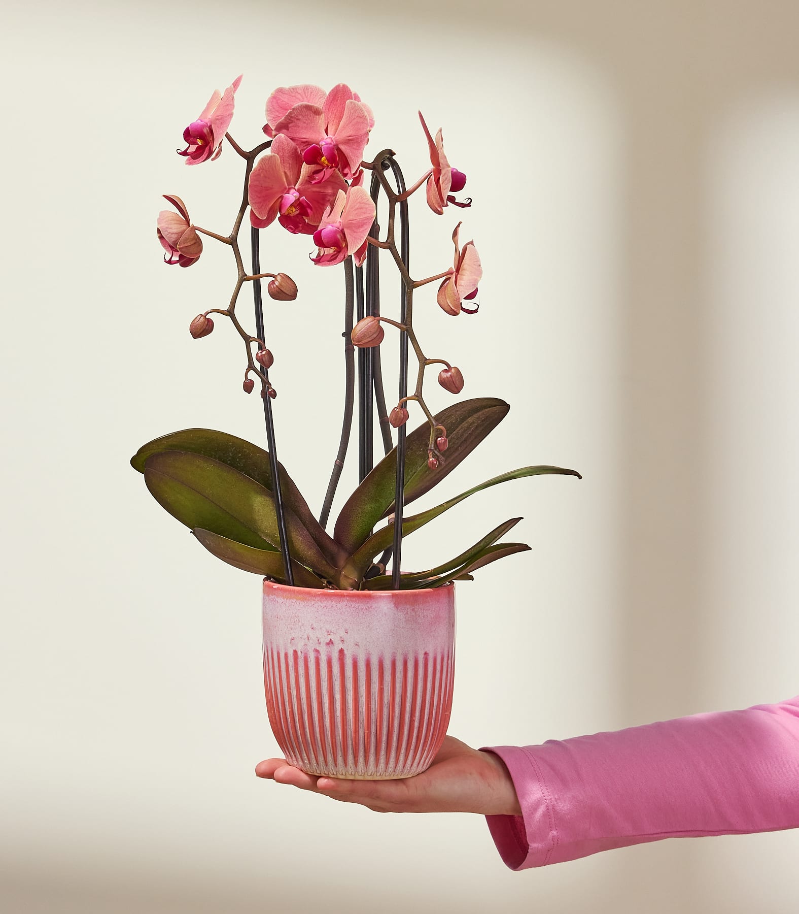 Eine Hand in einem rosa Ärmel hält eine rosa Orchidee in einem gerippten Topf vor einem sanft beleuchteten, neutralen Hintergrund.