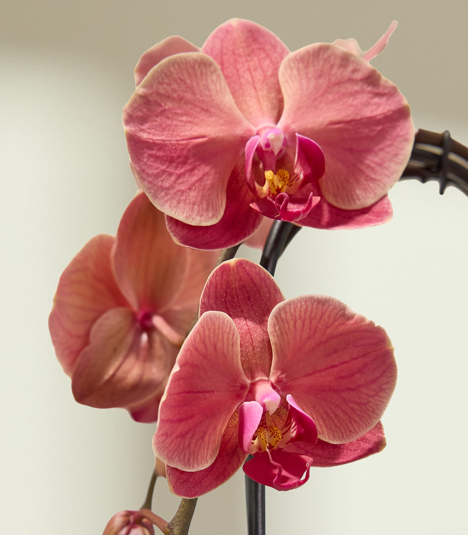 Drei zartrosa Orchideen blühen im Vordergrund vor einem weichen, hellen Hintergrund.