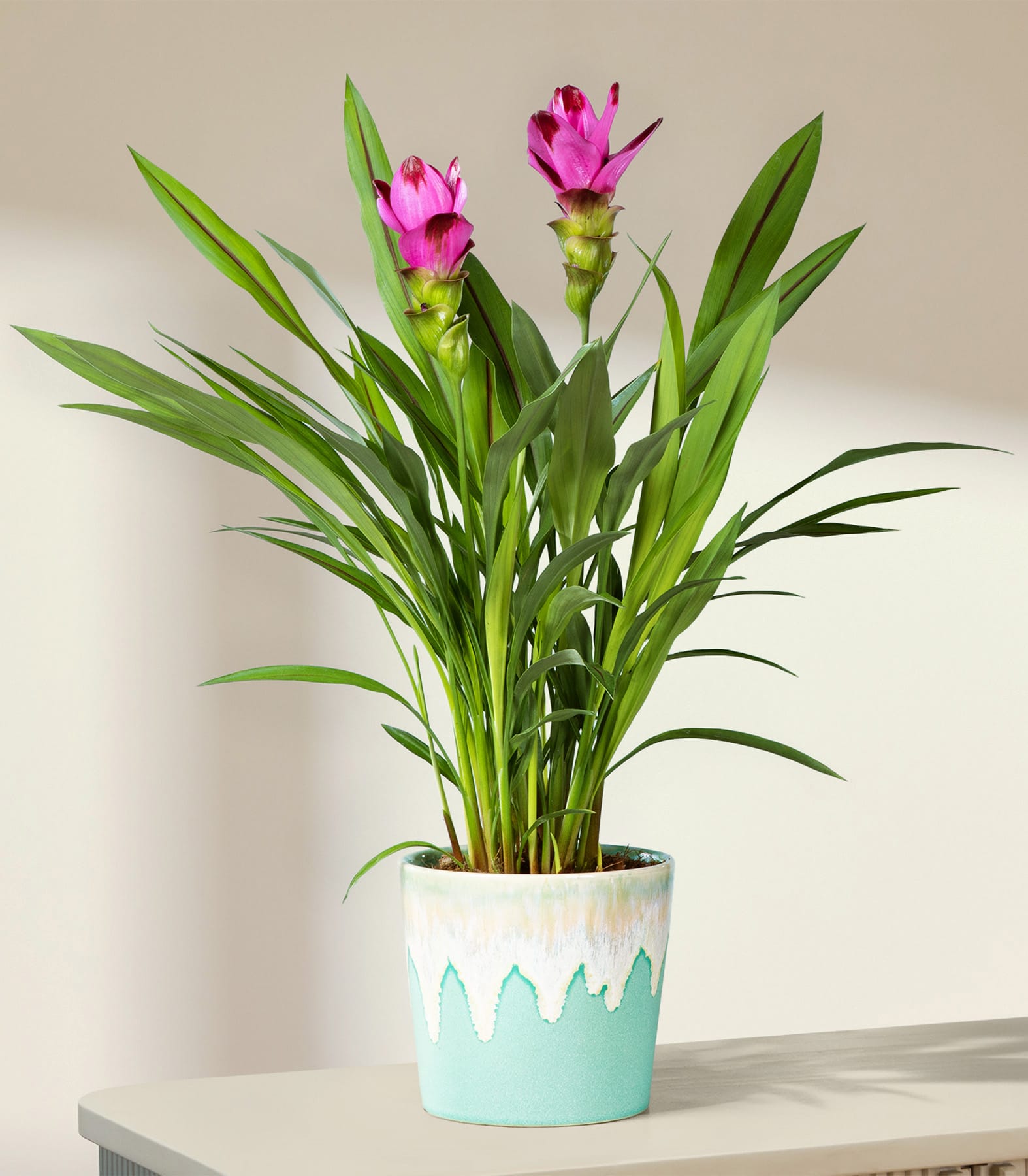 Eine Topfpflanze mit leuchtend pinkfarbenen Blüten und üppigen grünen Blättern steht auf einer hellen Oberfläche vor einem sanft beleuchteten, neutralen Hintergrund. (Beschreibungstext KI-generiert)